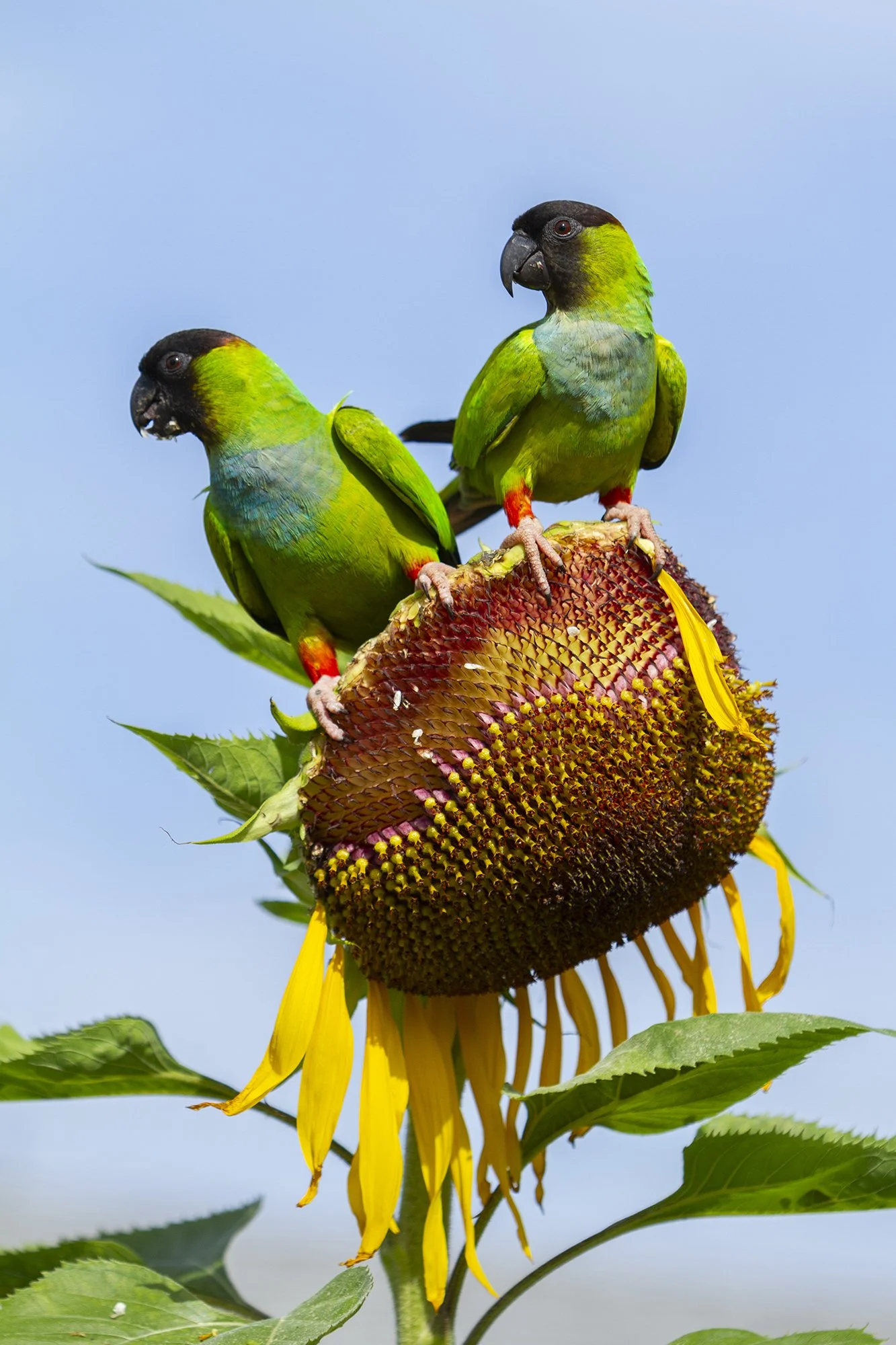Two parrots perched on a sunflower head against a blue sky.