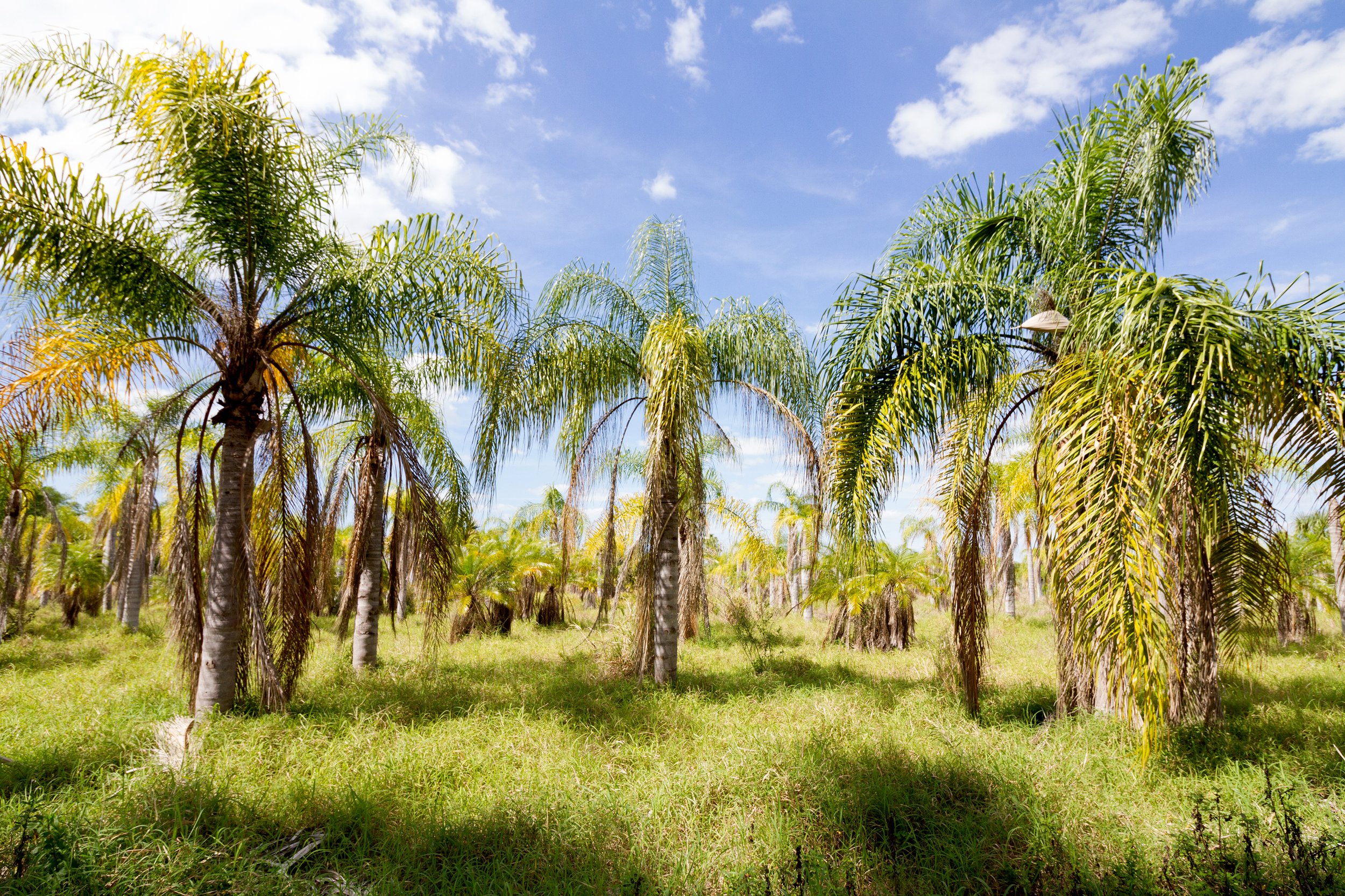 A field of banana trees with green fronds on a sunny day with a partly cloudy sky.