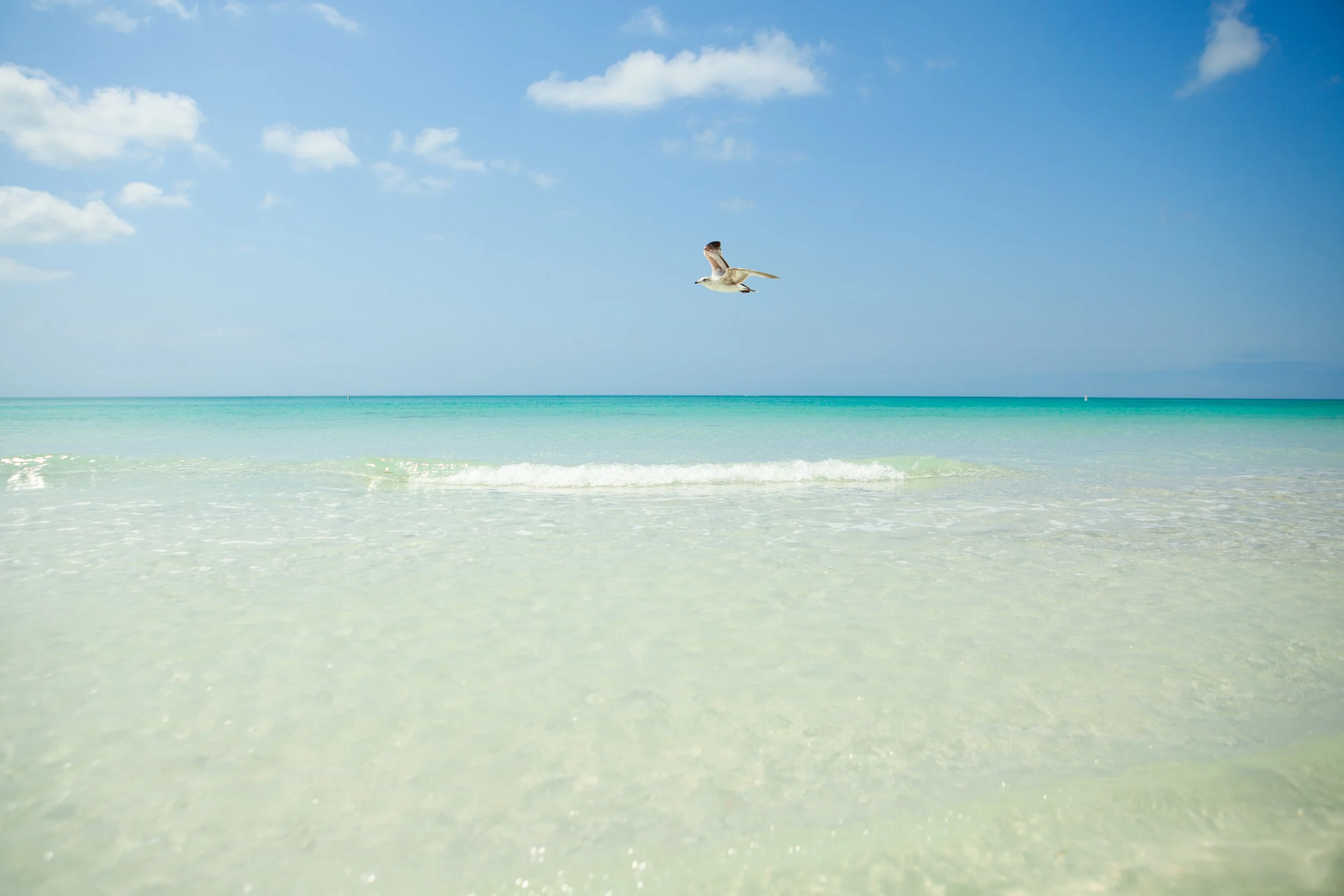 Calm ocean scene with clear turquoise water, blue sky with a few clouds, and a seagull flying over the water.