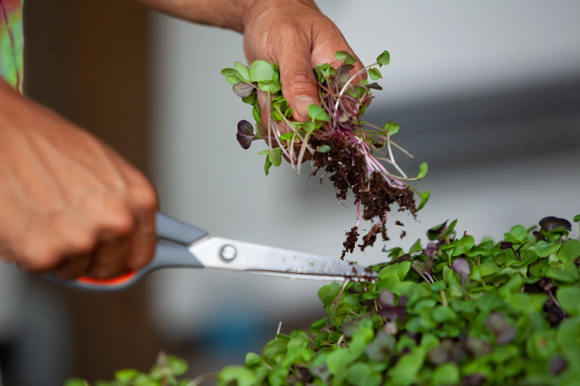 Person planting small green and purple seedlings, using scissors to handle the plants.