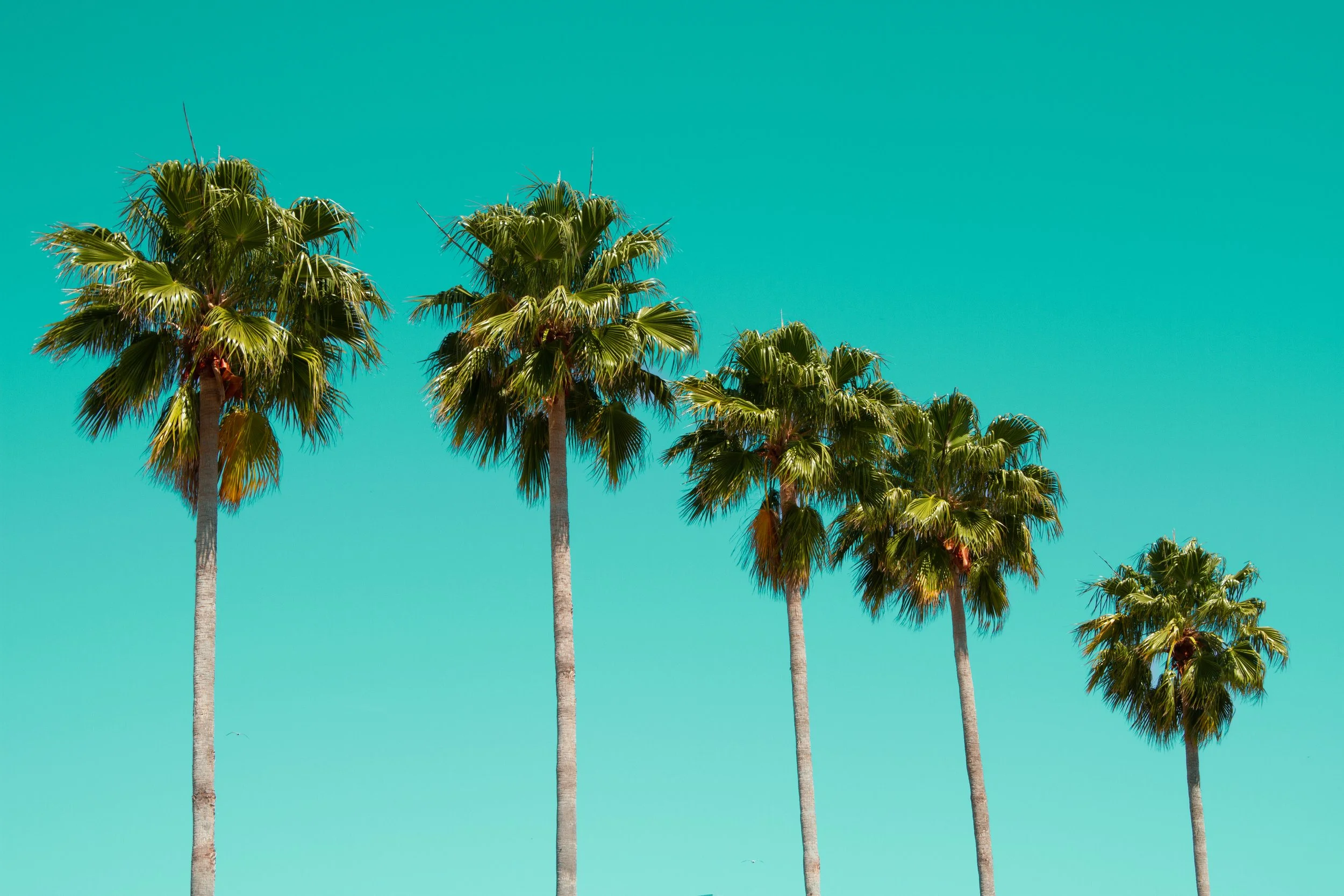 Five tall palm trees standing against a clear turquoise sky