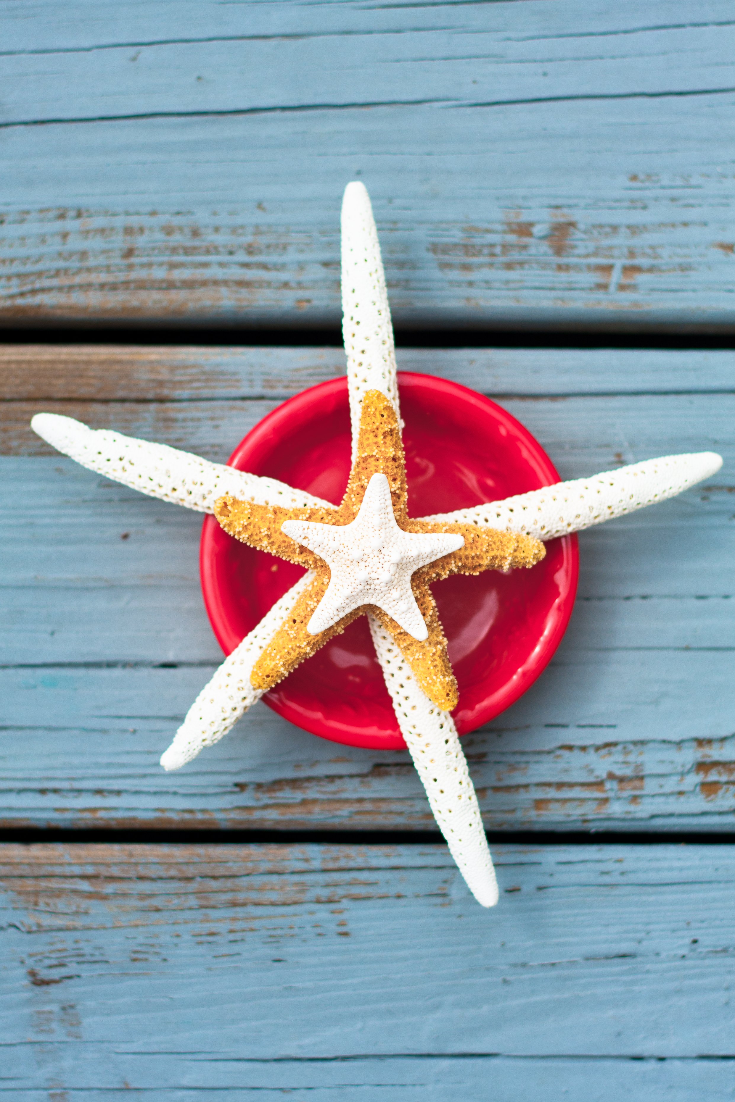 A red bowl with three starfish, two white and one tan, arranged with the tan starfish in the center on a weathered blue wooden surface.