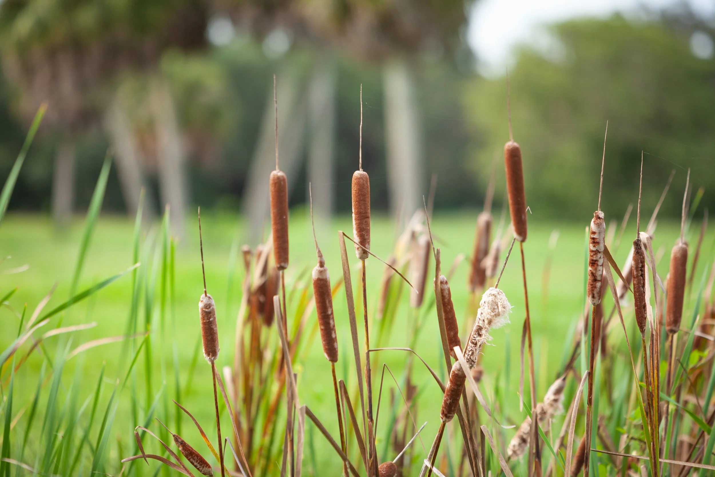 Close-up of cattails growing in a marsh with green grass and trees in the background.