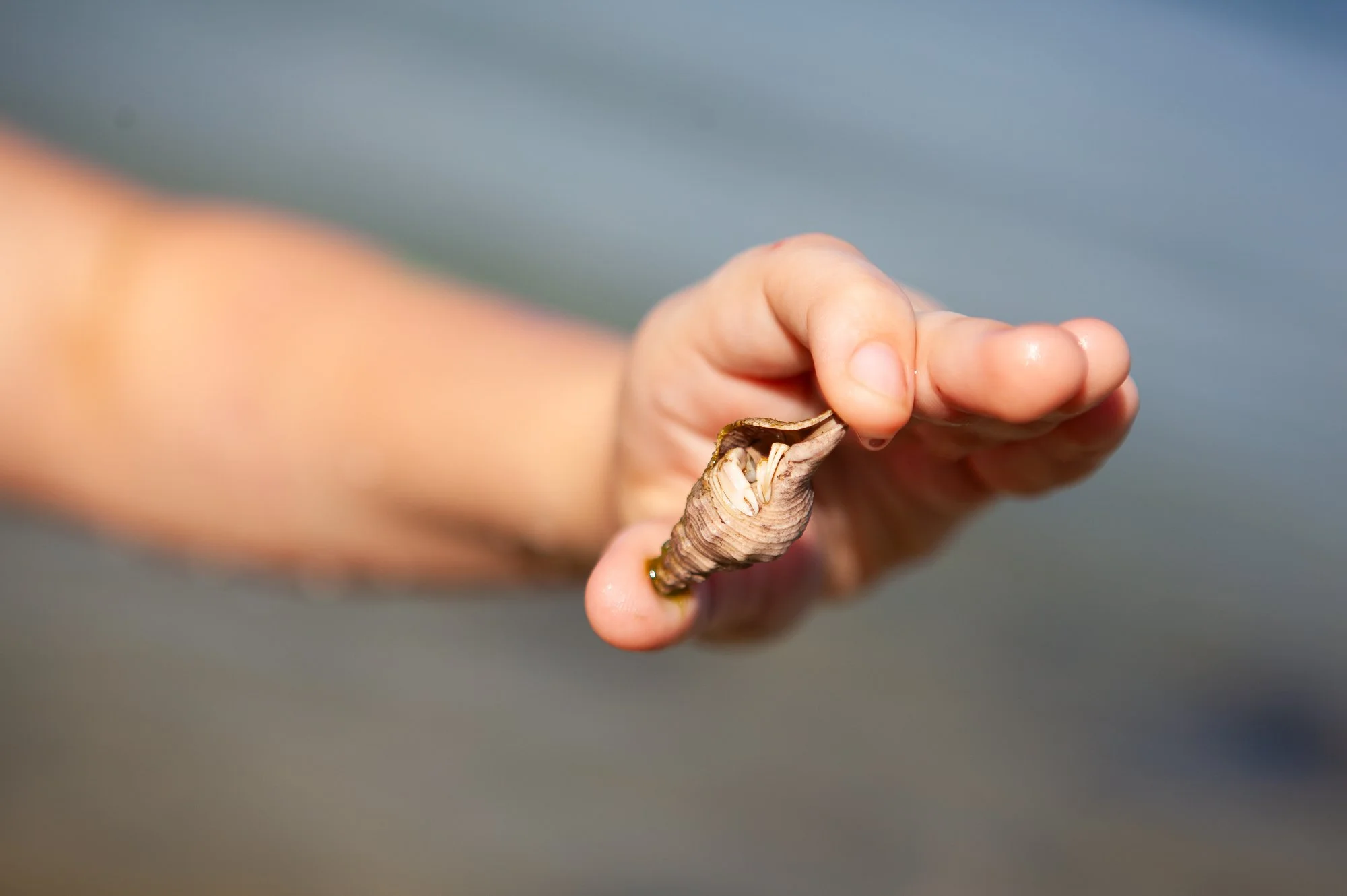 A hand holding a seashell with small white shells inside, near the shoreline with blurred water in the background.