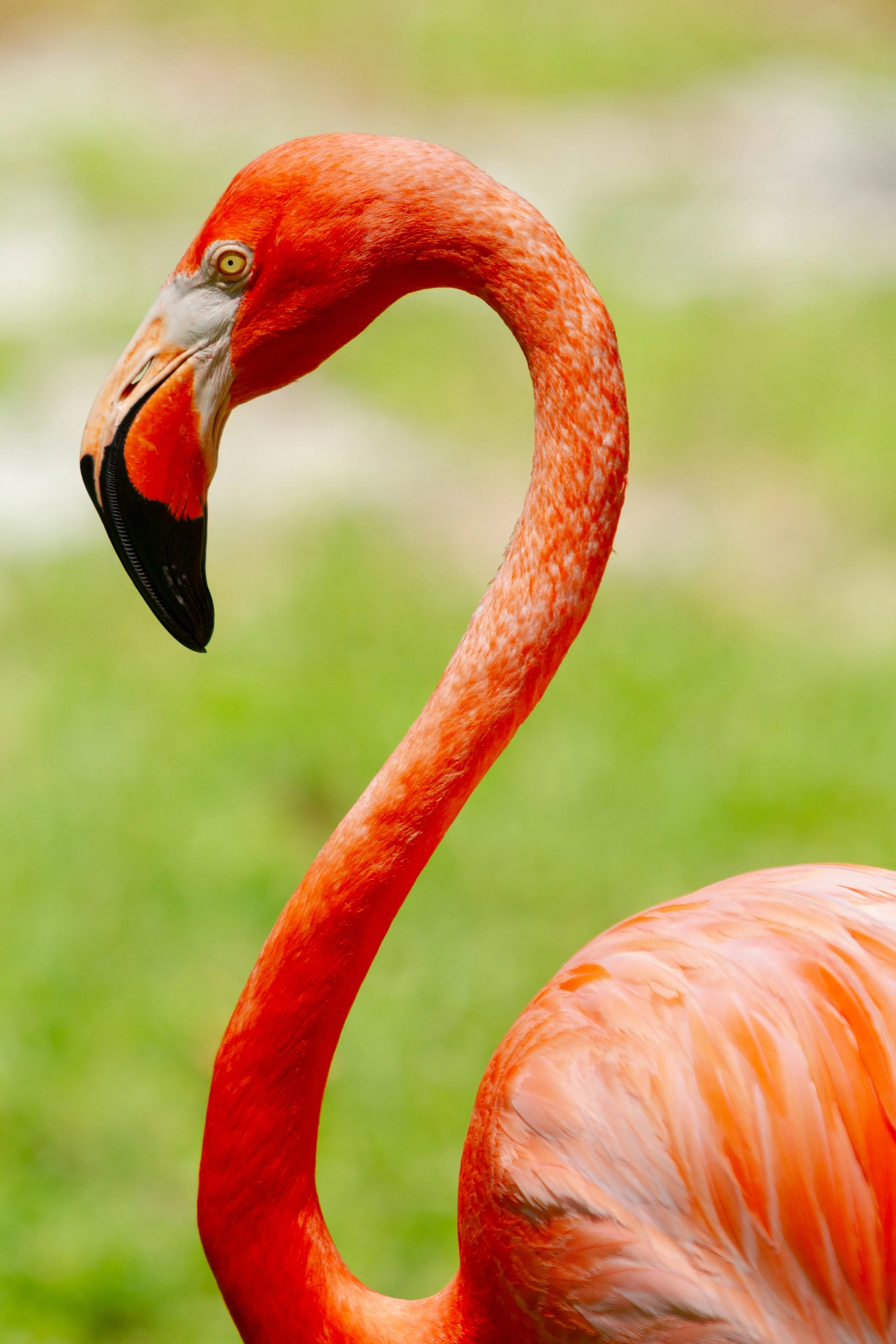 Close-up of a flamingo with a pink body, long curved neck, and black-tipped beak, against a blurred green background.