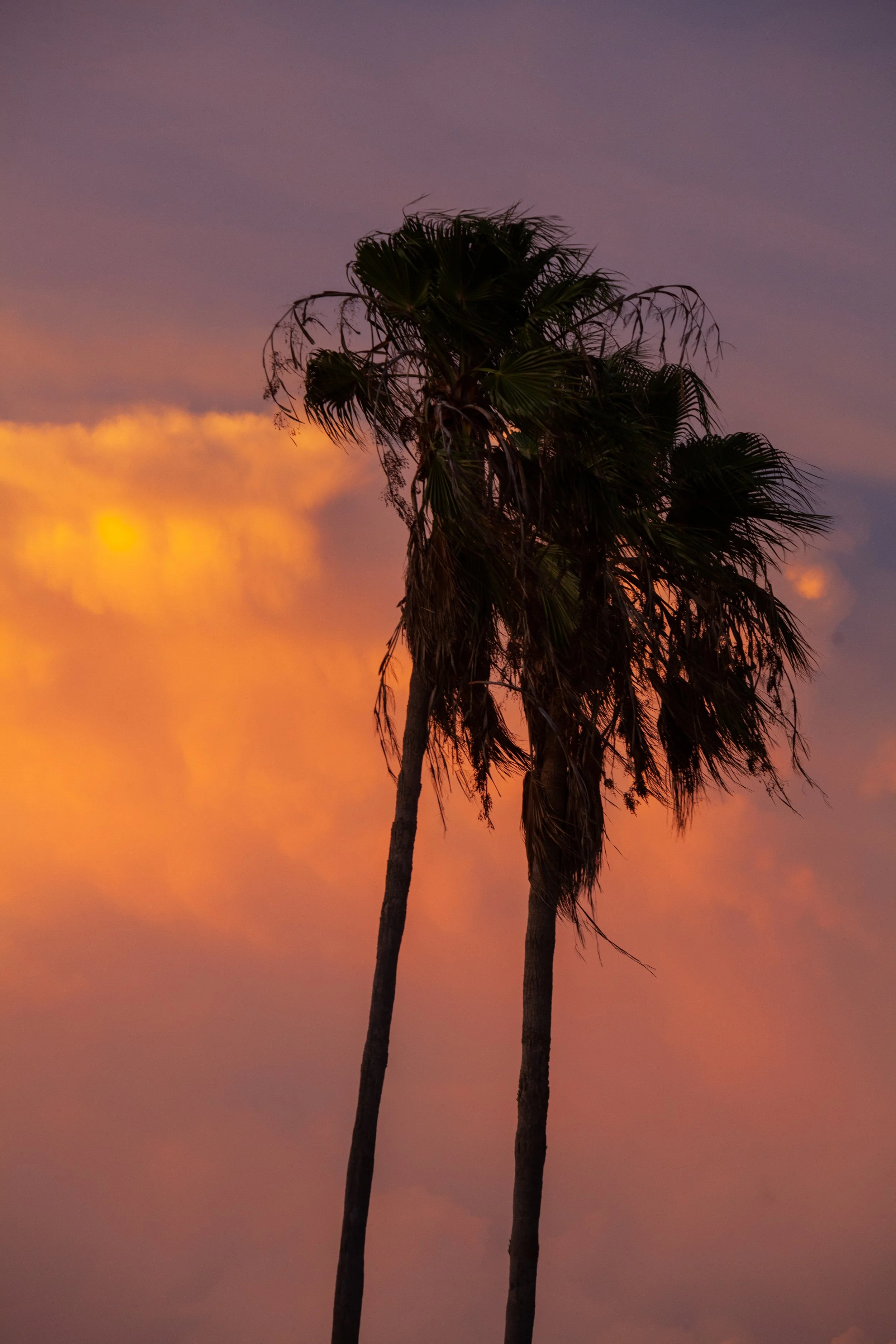 Two tall palm trees against a colorful sunset sky with orange, pink, and purple hues.
