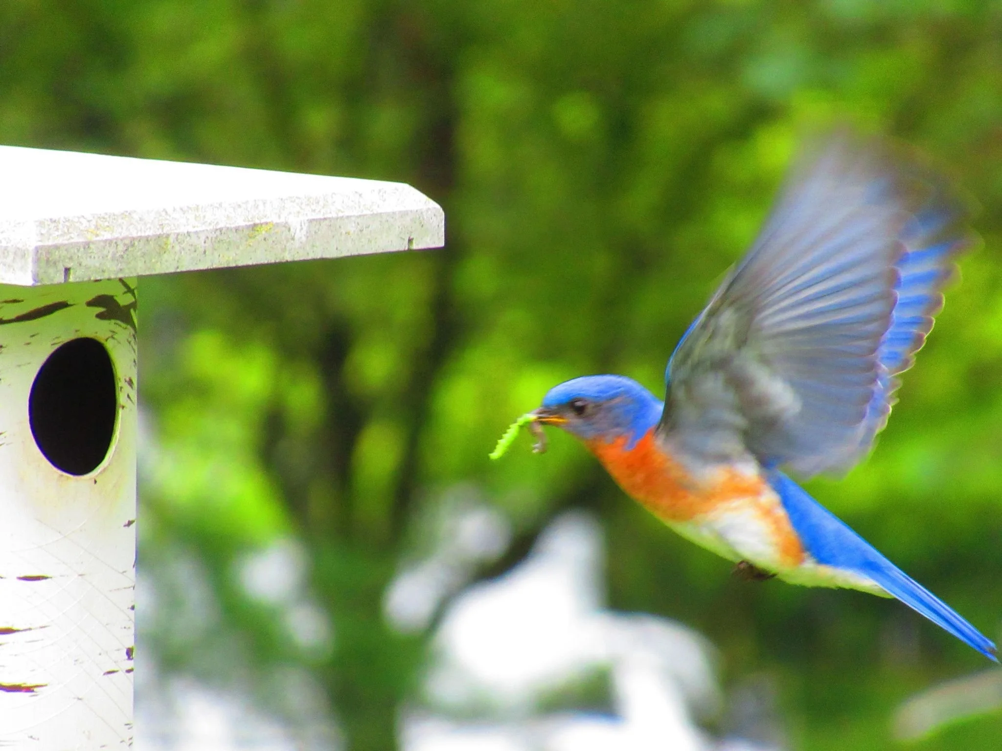 bluebird in flight.jpg
