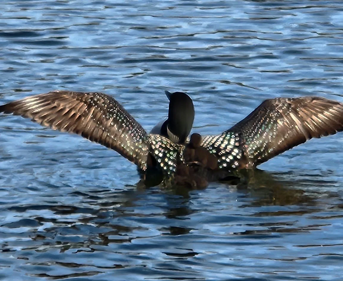 loon wings babies.jpg