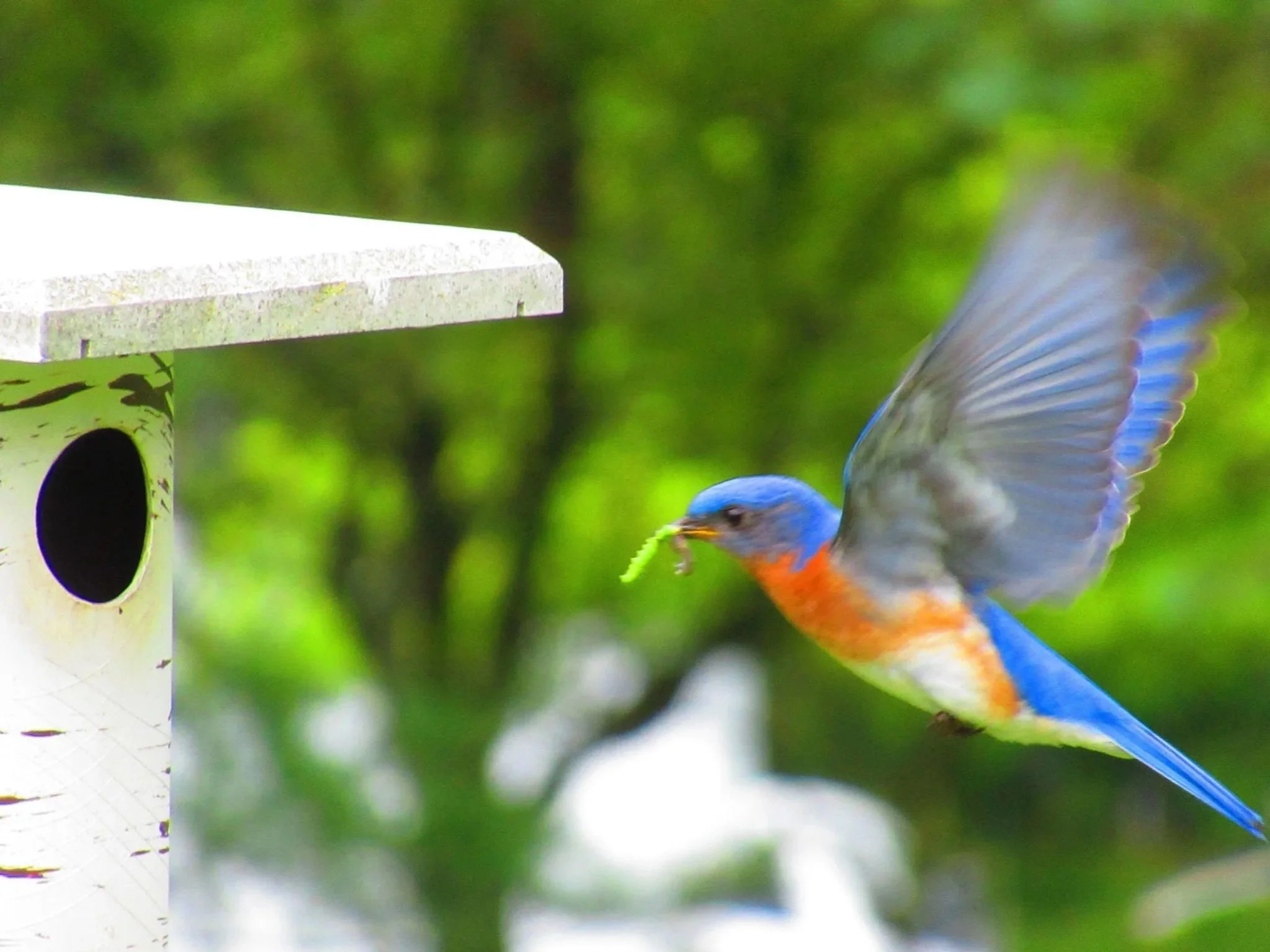 Bluebird 'Door Dash'