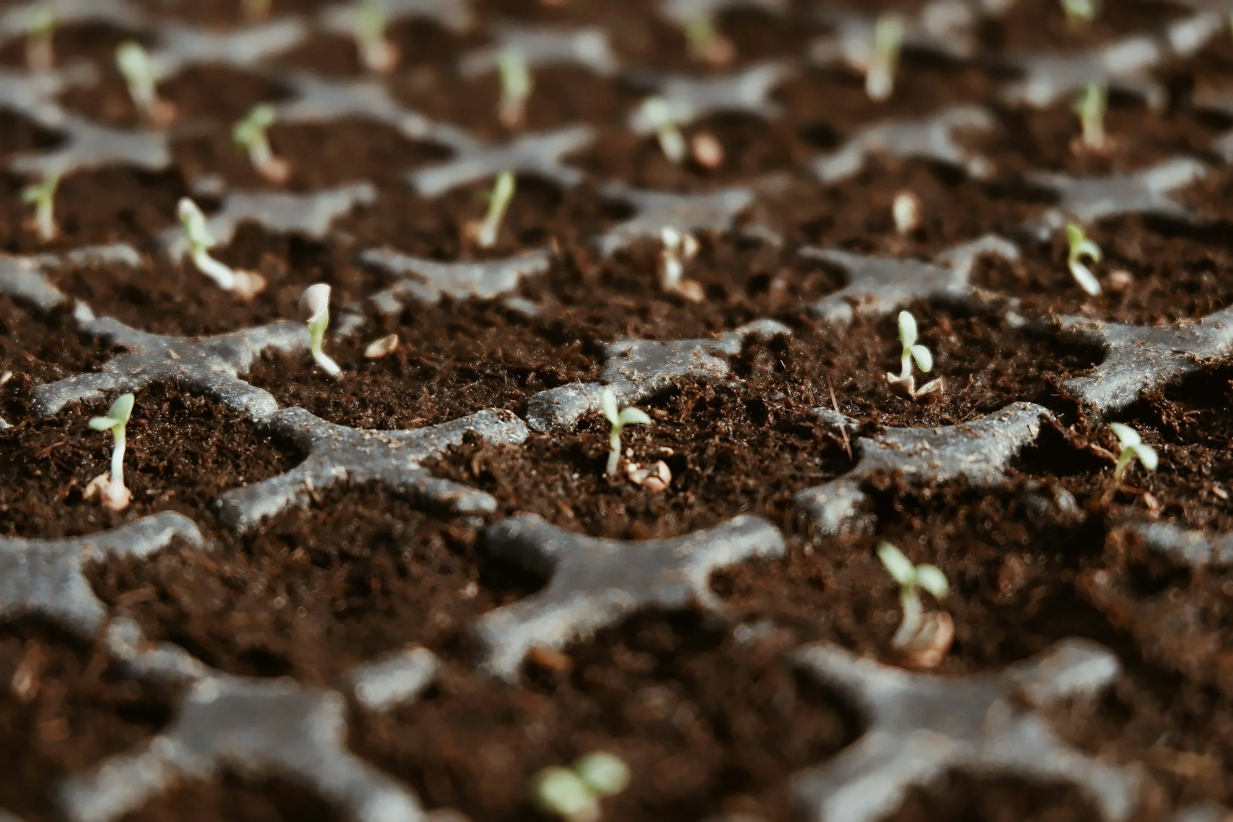Seeds of Hope:                           Seed Starting Party