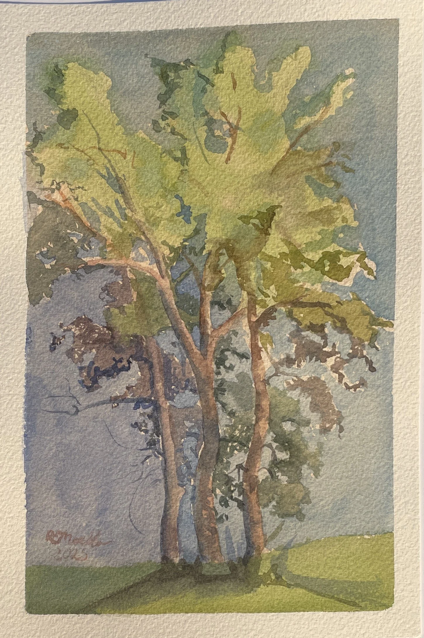 A watercolor painting of a tall tree with green leaves and brown branches and trunk, set against a background of a dark sky and distant landscape.