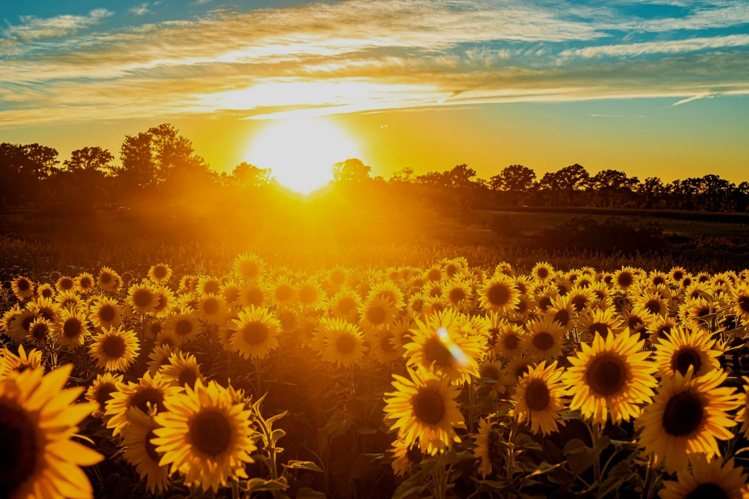 A field of yellow sunflowers during sunset with a partly cloudy sky and the sun low on the horizon.