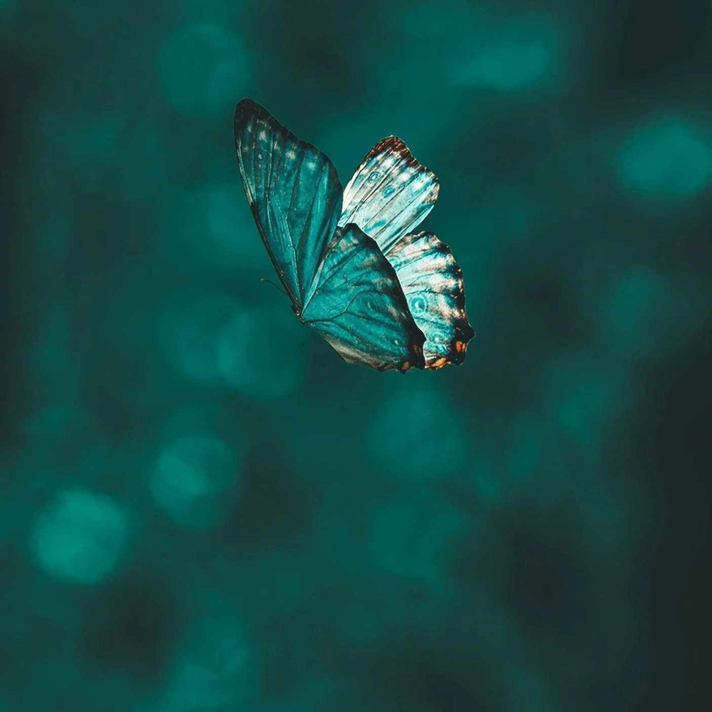 A blue butterfly with slightly torn wings flying against a dark, bokeh-filled background.