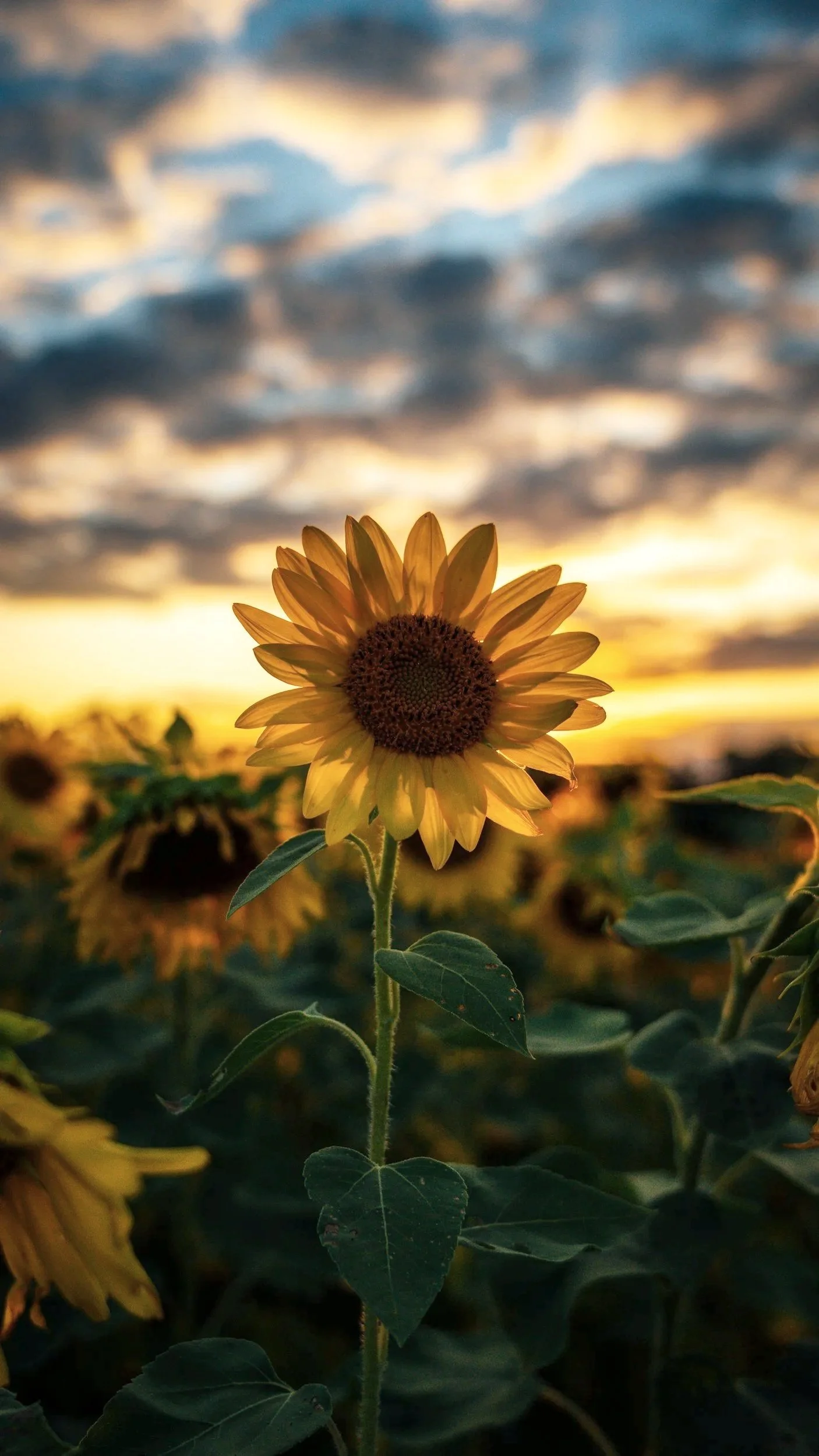 A sunflower in a field during sunset with a sky filled with clouds.