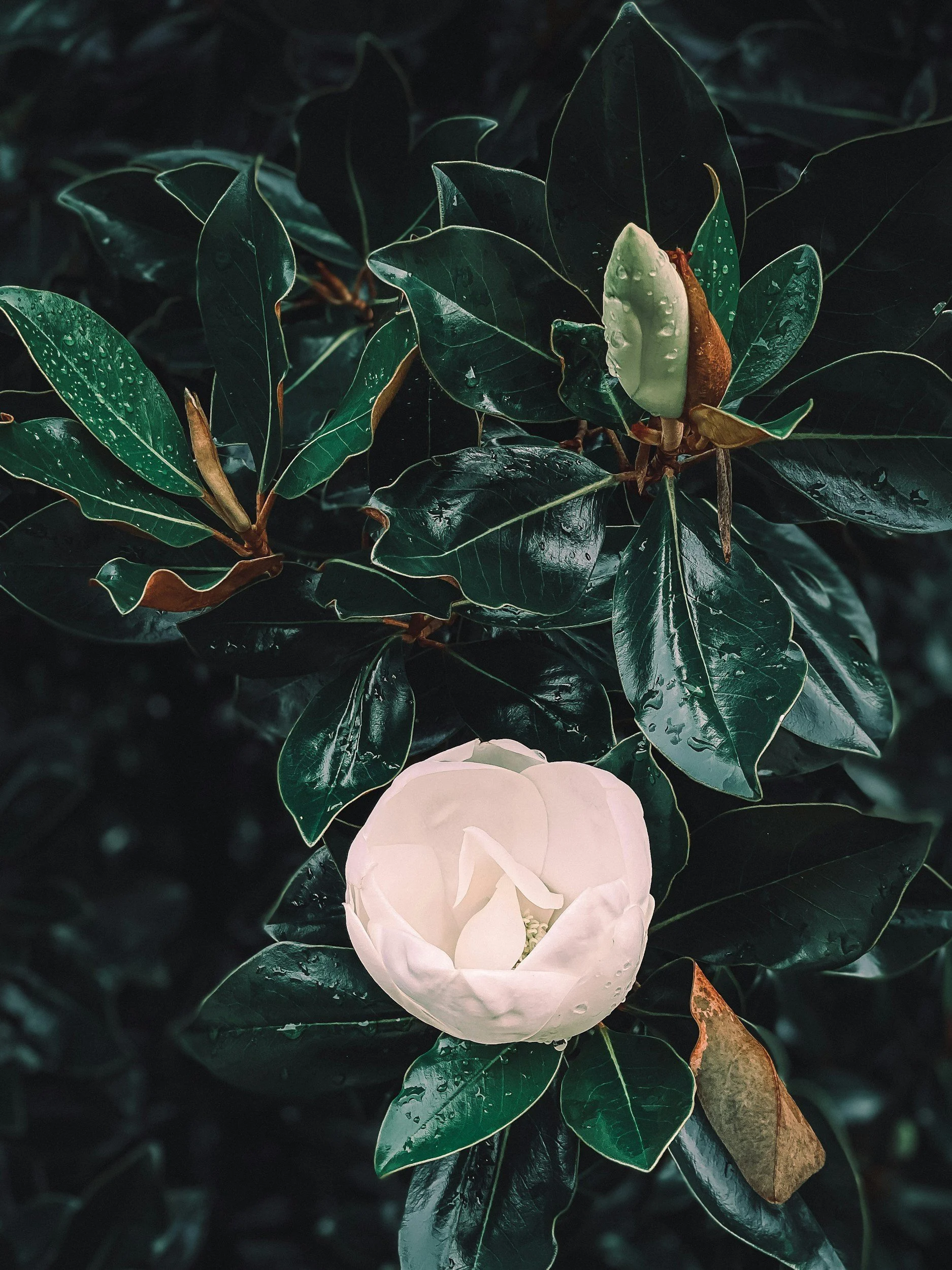 Dark green leaves with raindrops around a white rose flower.