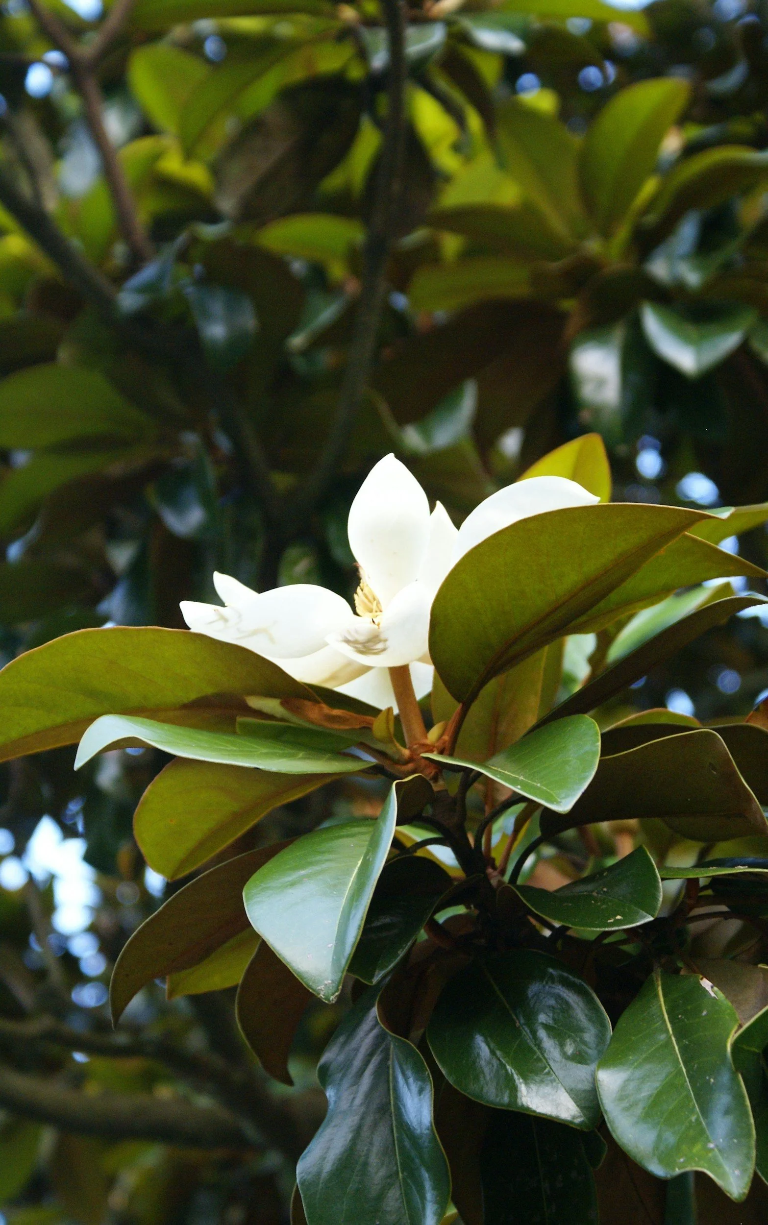 A close-up of a white flower with dark green leaves surrounding it on a tree.