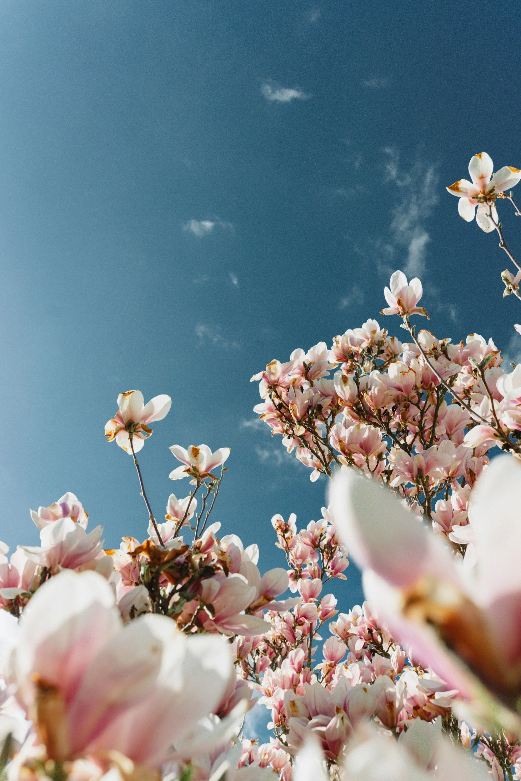 Close-up view of pink and white cherry blossoms on branches against a clear, blue sky with a few wispy clouds.