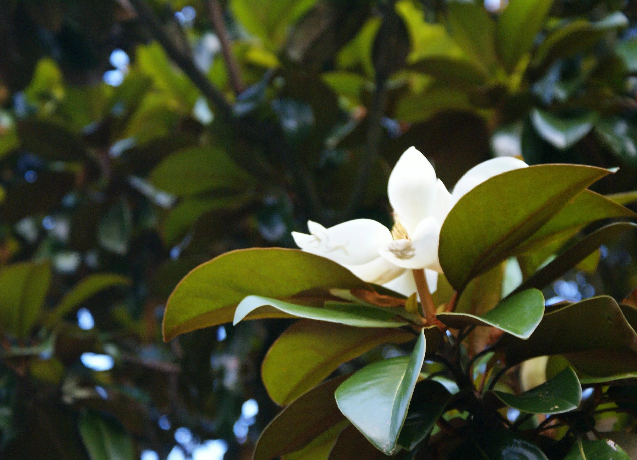 Close-up of green leafy shrub with white flower in foreground.