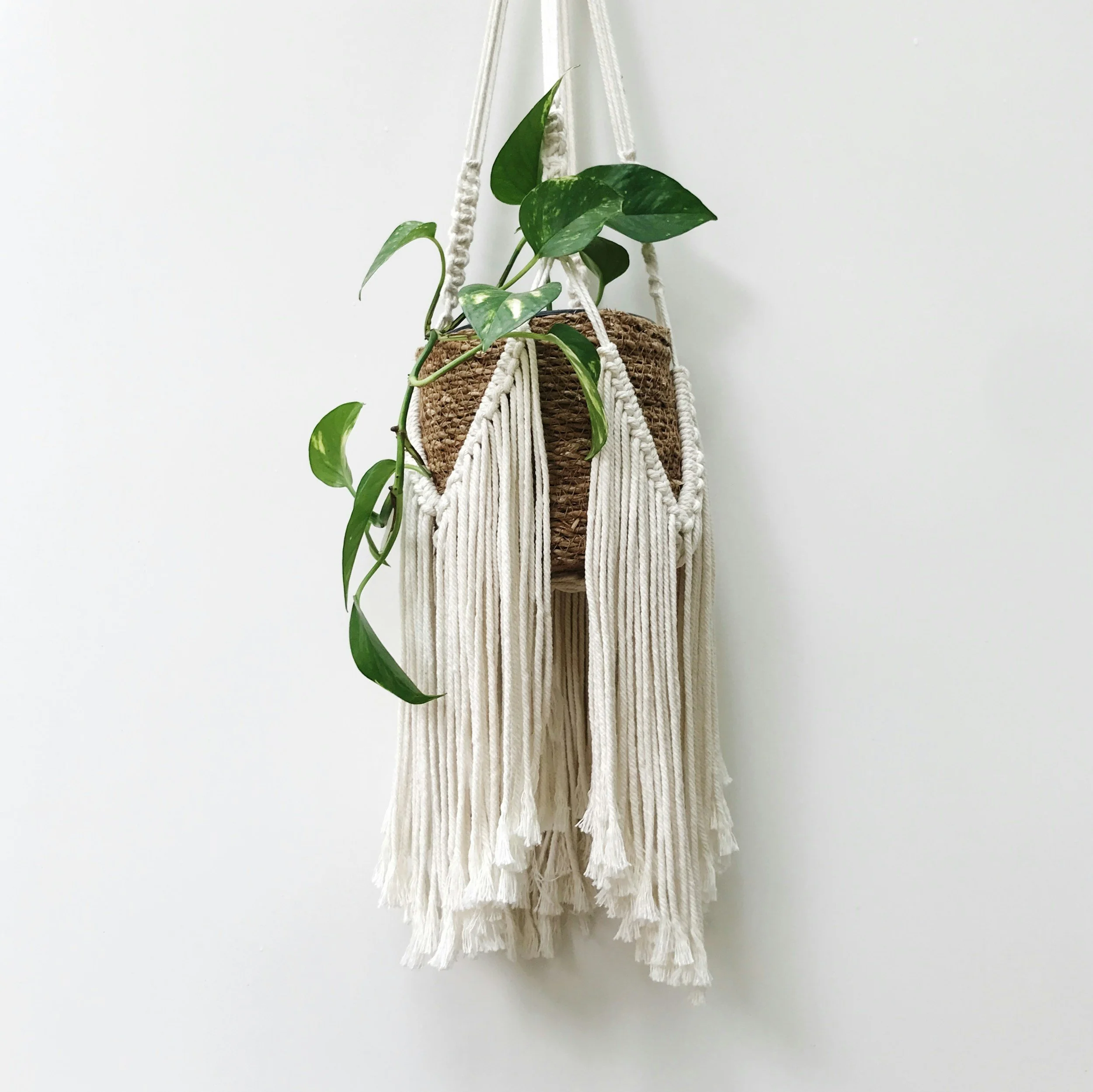 A hanging basket with a green leafy plant on a plain white wall.