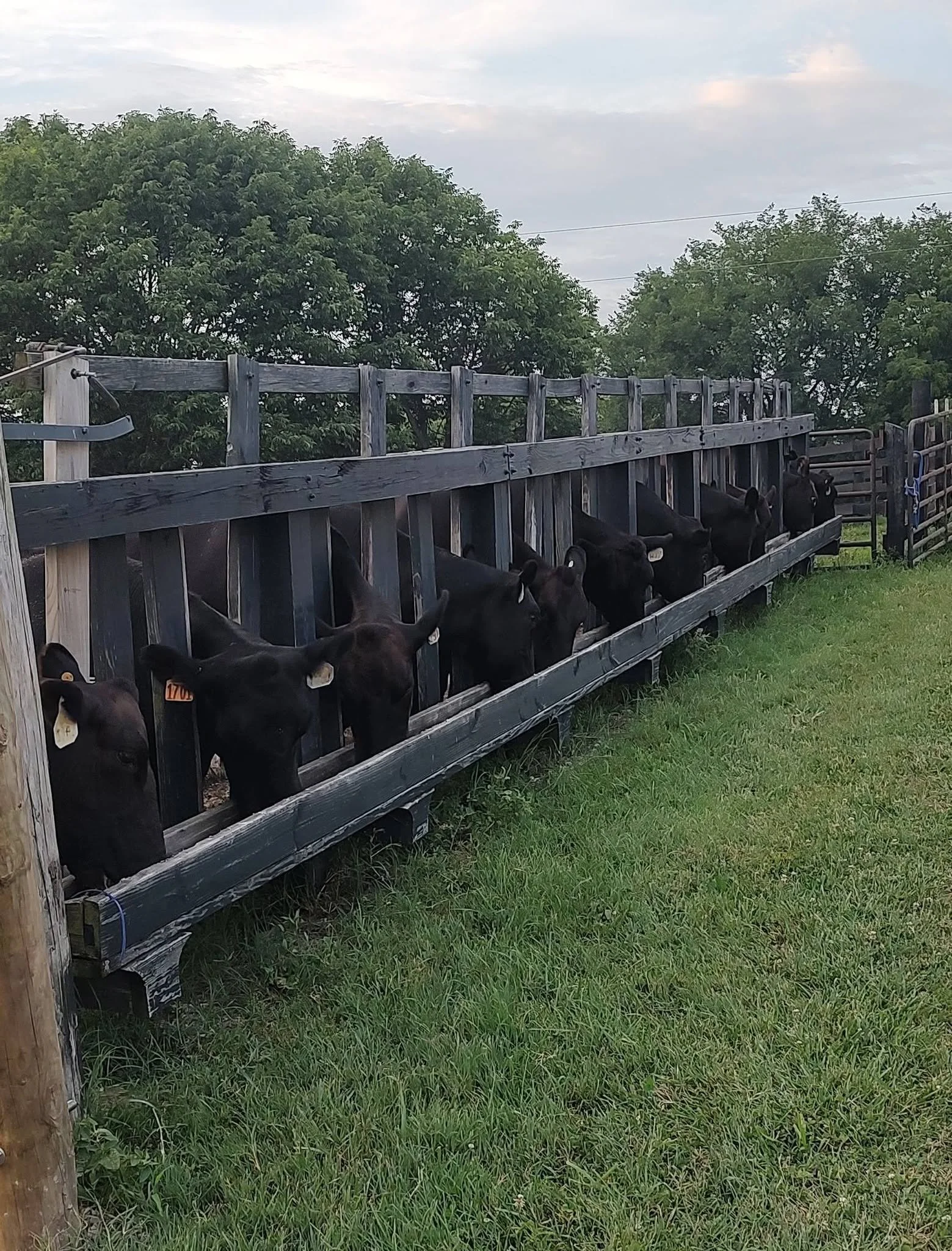 cattle on fence line.jpg