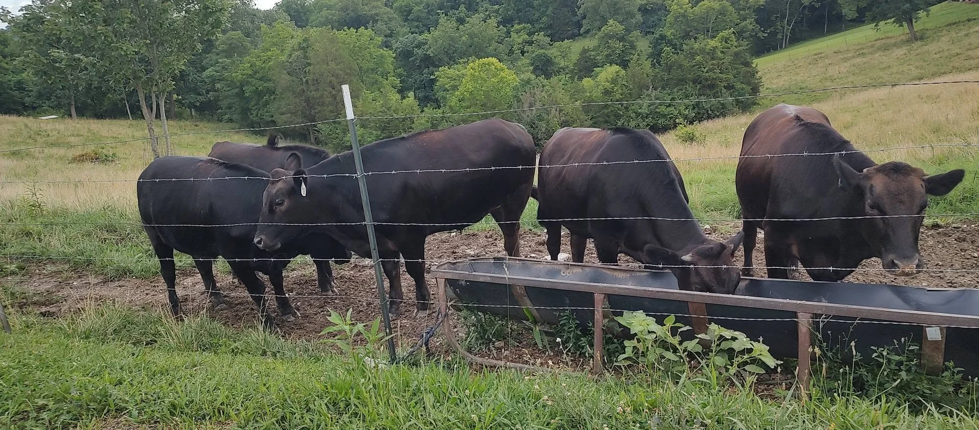 cattle in field.jpg