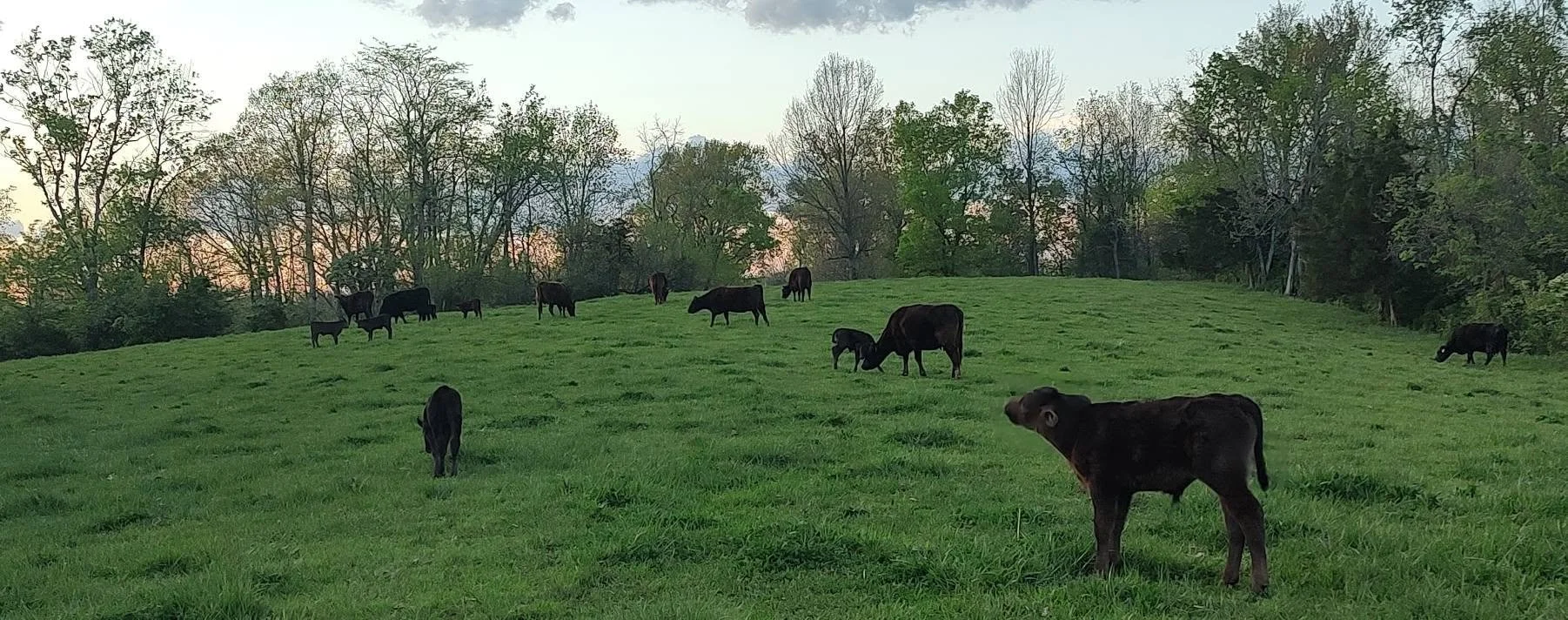 cattle.jpg