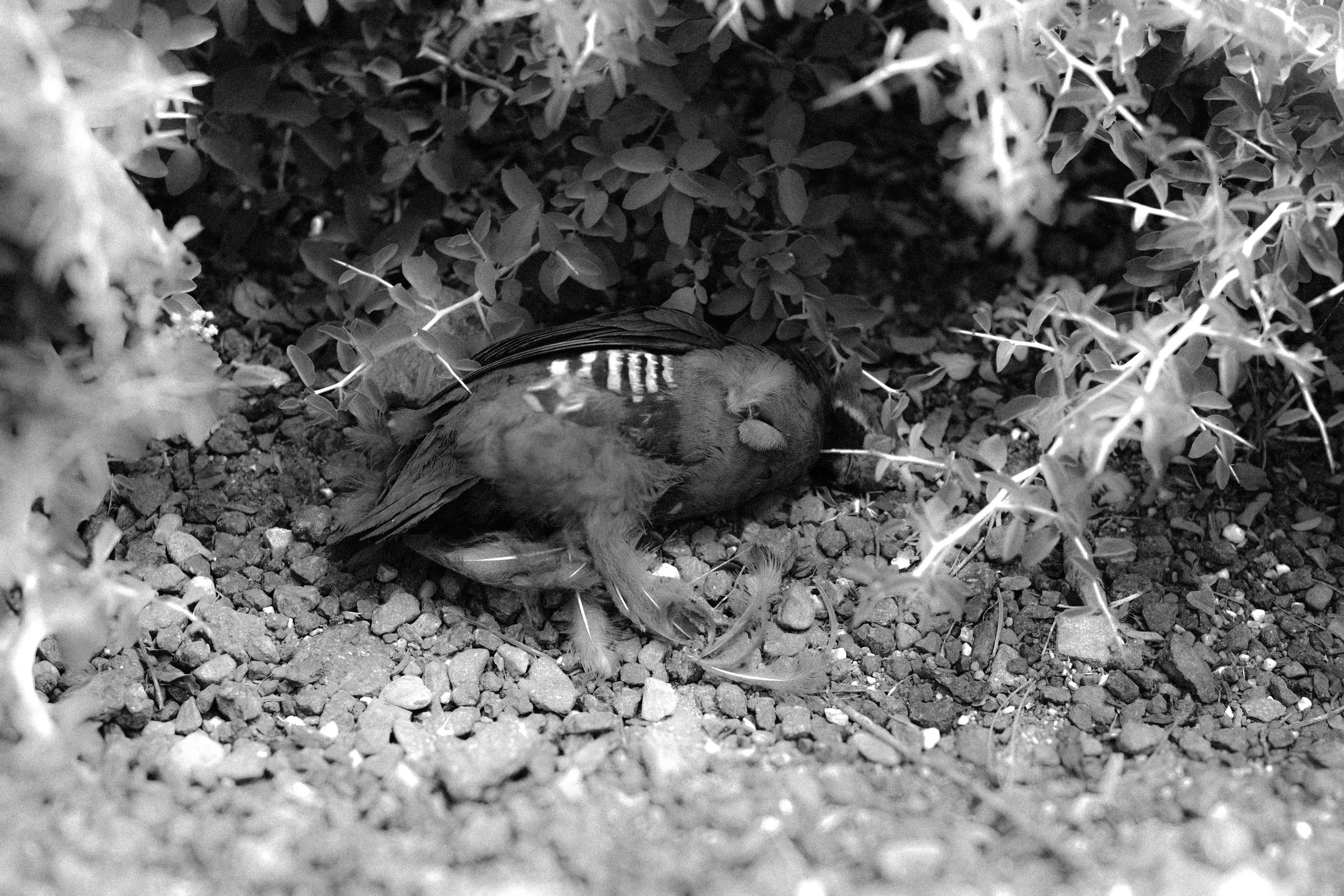 Bird Shoot Oliver-1.jpg