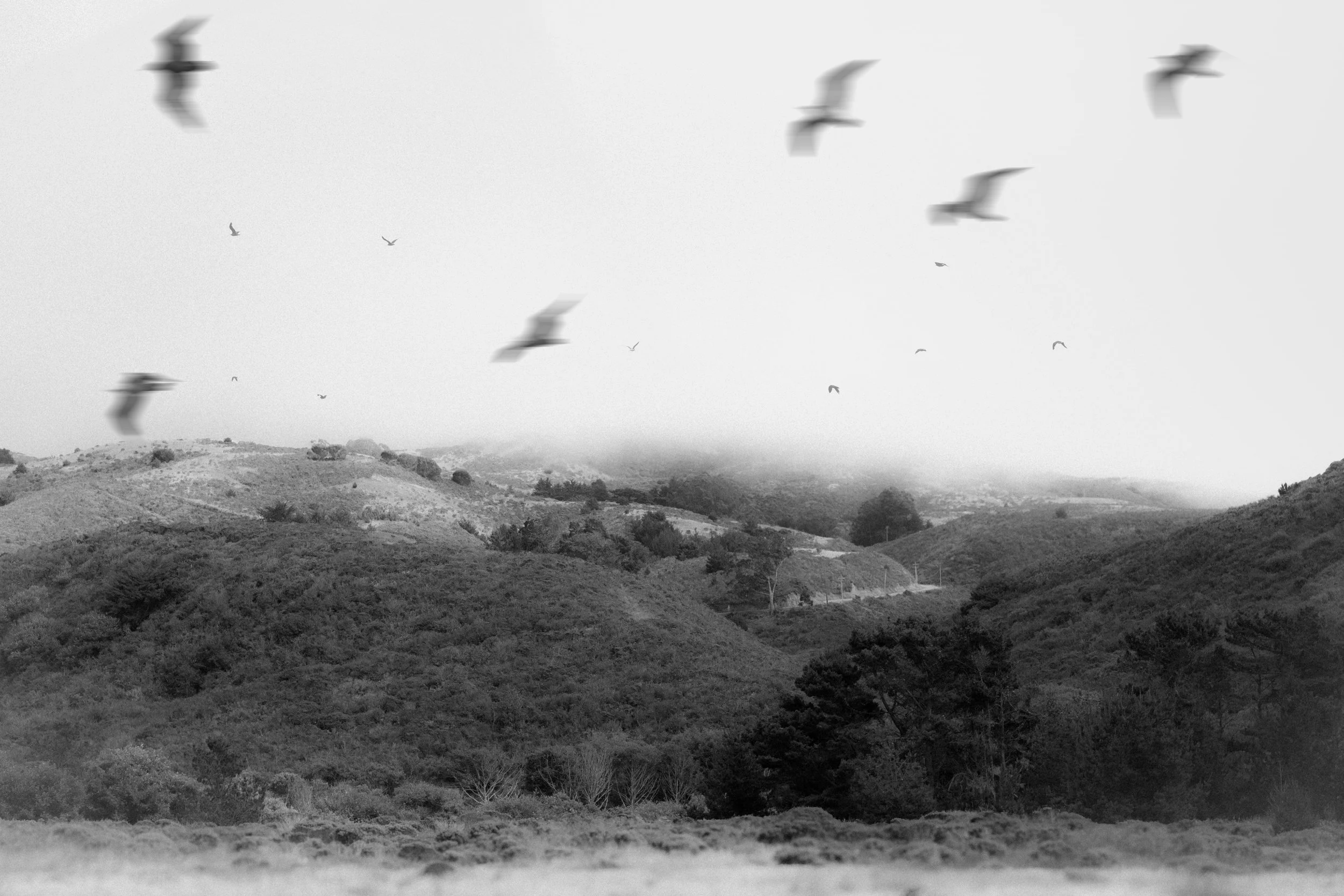 Bird Shoot Oliver.jpg