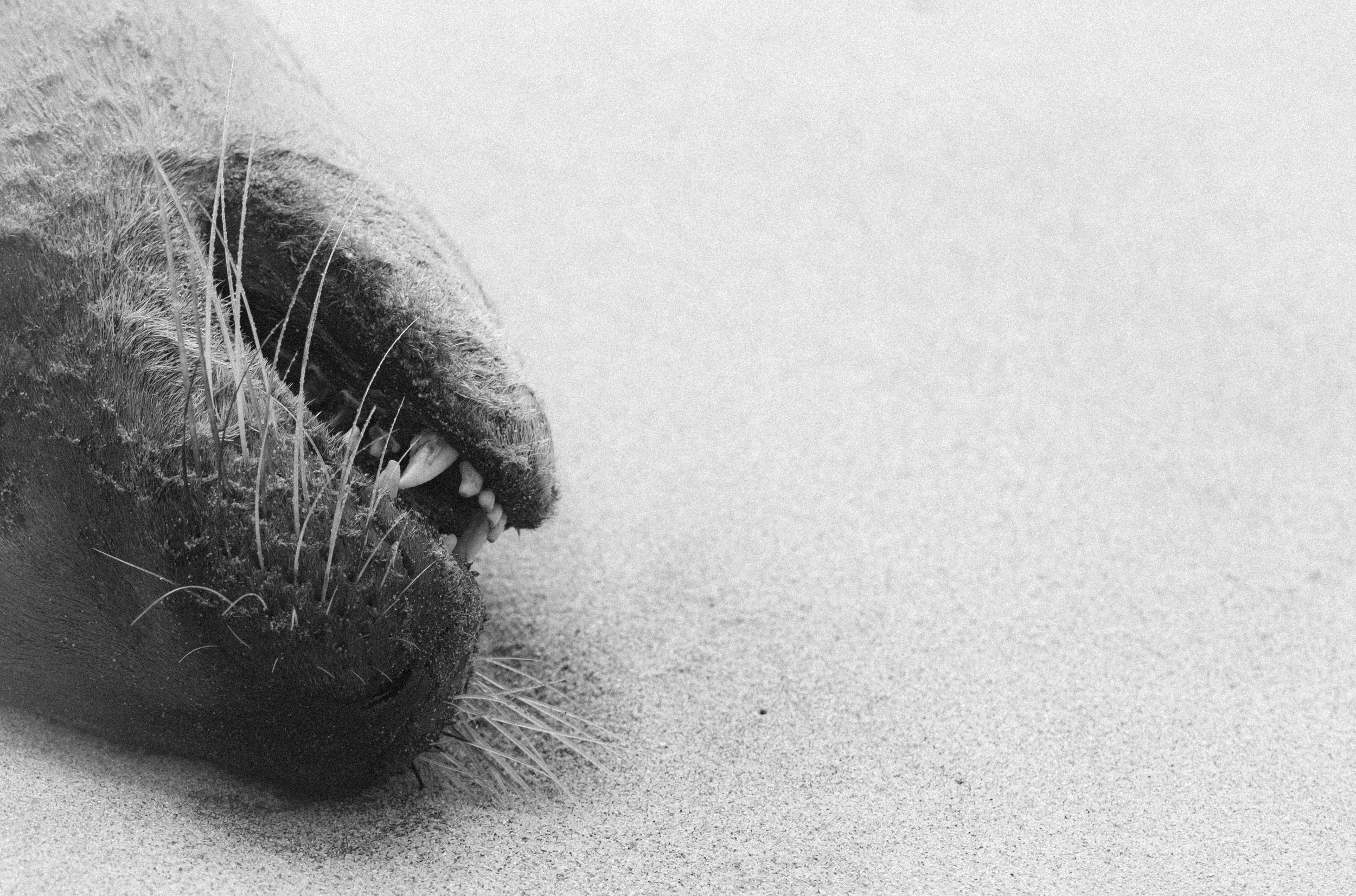 Oliver's Fort -16.jpg