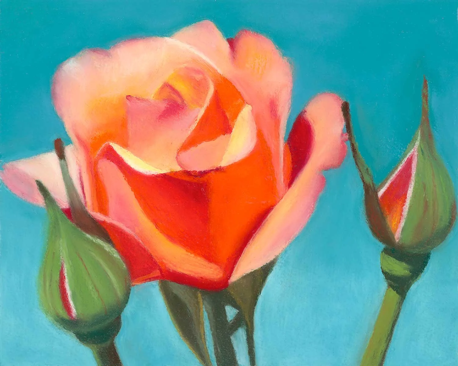 Orange Rose