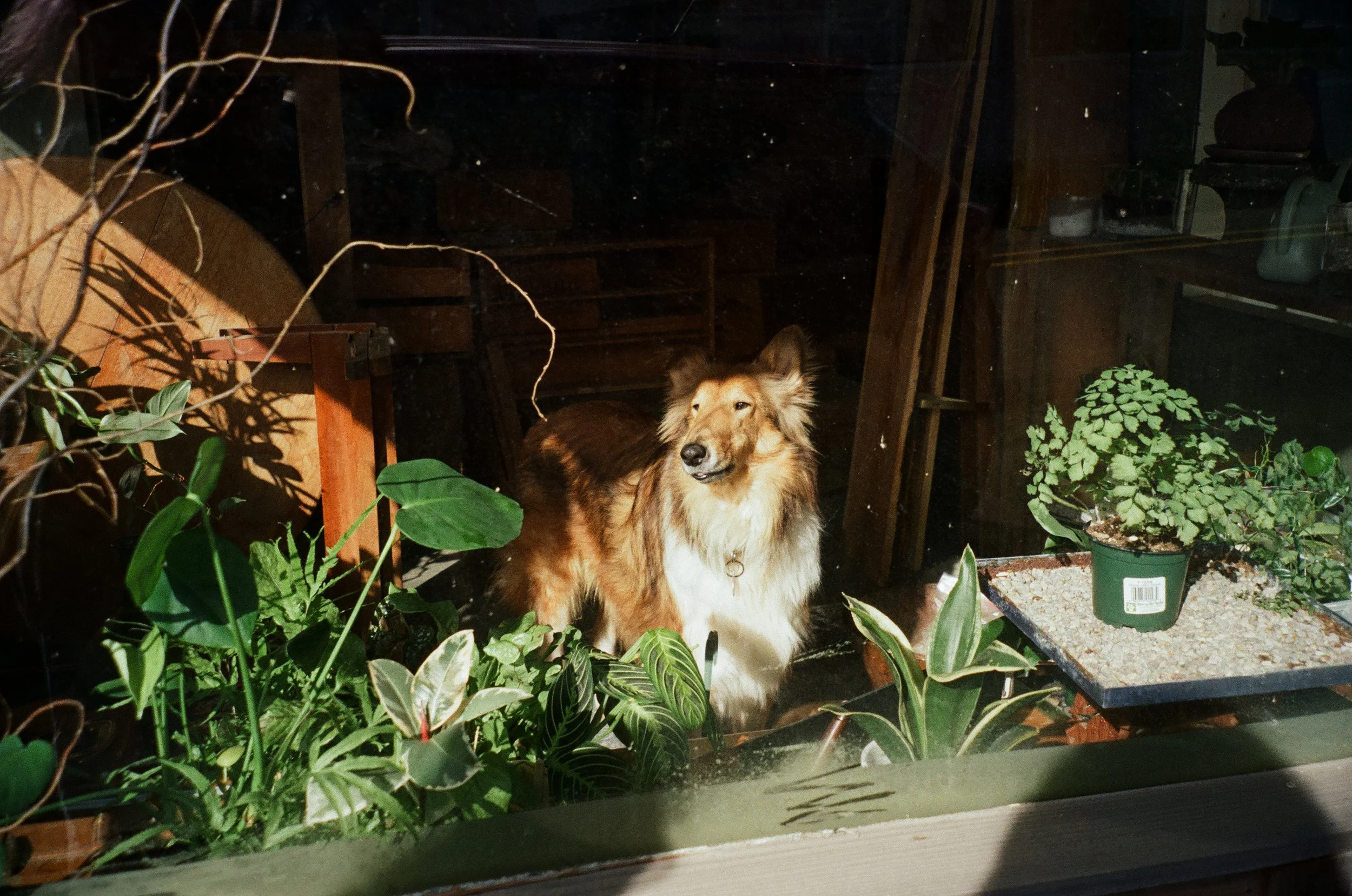 "How much for the doggy in the window?" Pacific City - 3/2024, Kodak Portra 400