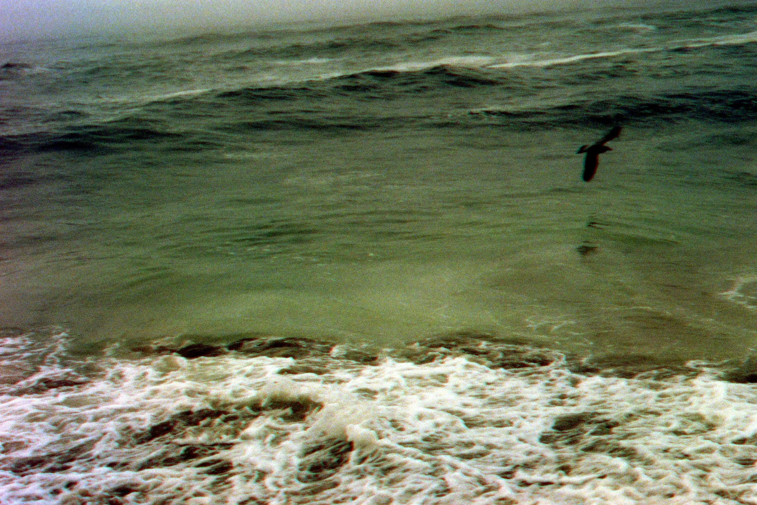 A Bird Flies Low Over the Pacific, Lincoln City, OR - 2024, Kodak Gold 200