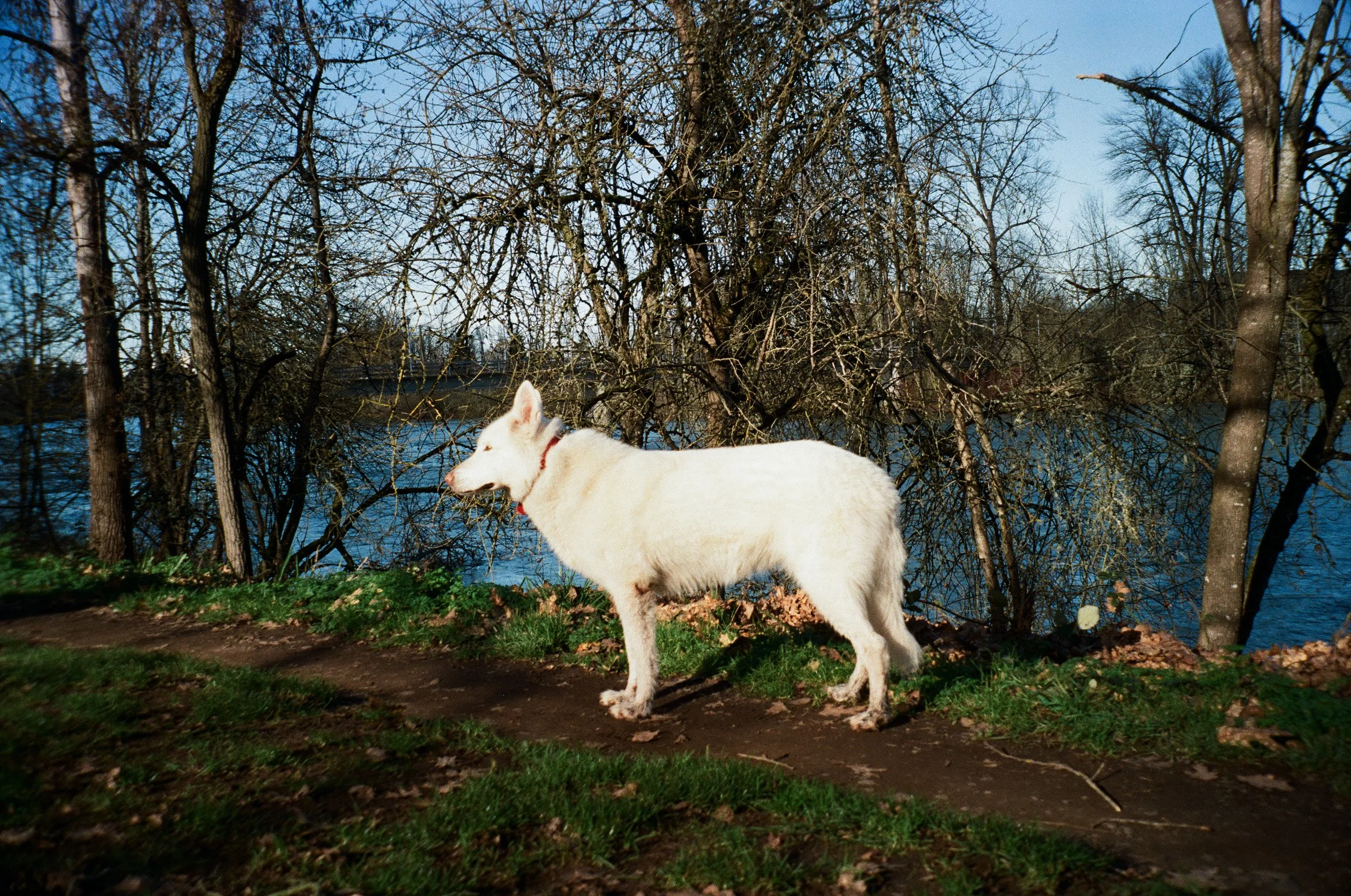 White Dog by the River, Eugene, OR - March 2024, Kodak Gold 200