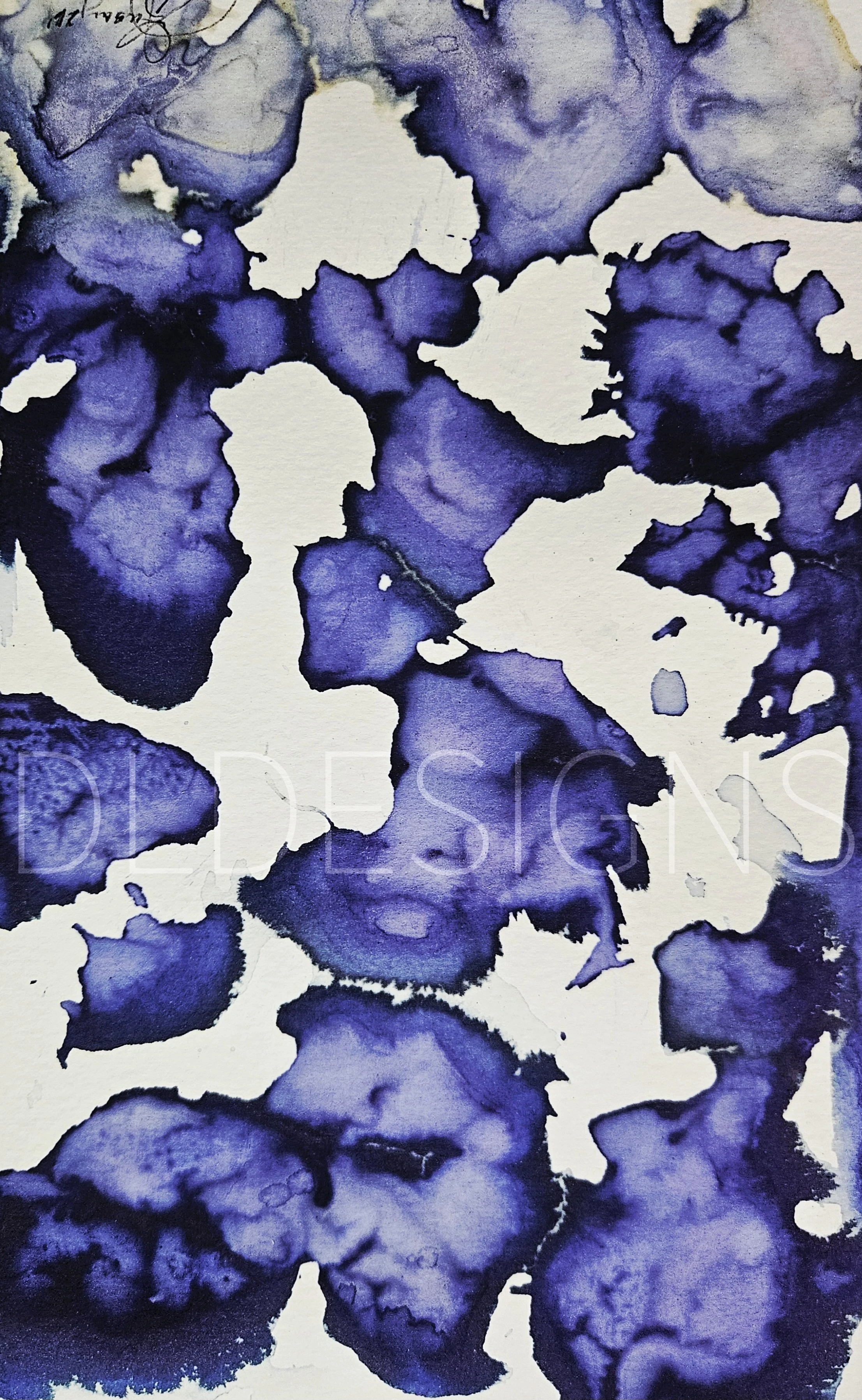 Hydrangea