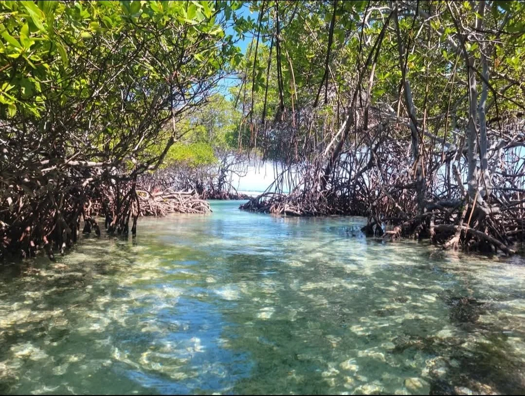 Mangrove forest with clear water and dense green leaves, sunlight filtering through branches, and a glimpse of blue sky overhead.