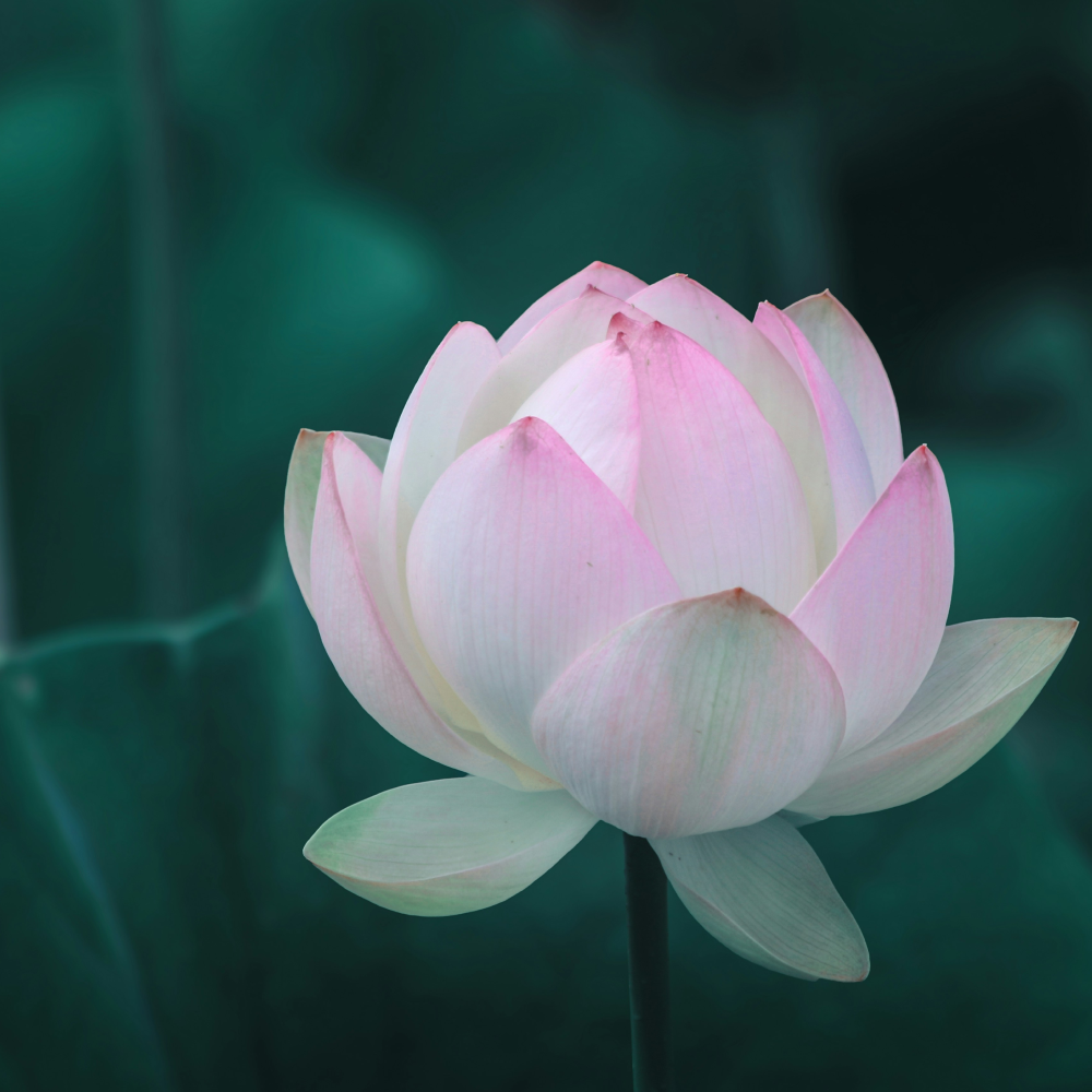 Eastern Lotus  (Elegant)