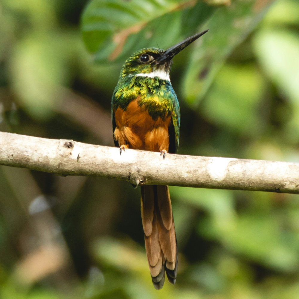 Chrome Jacamar.png