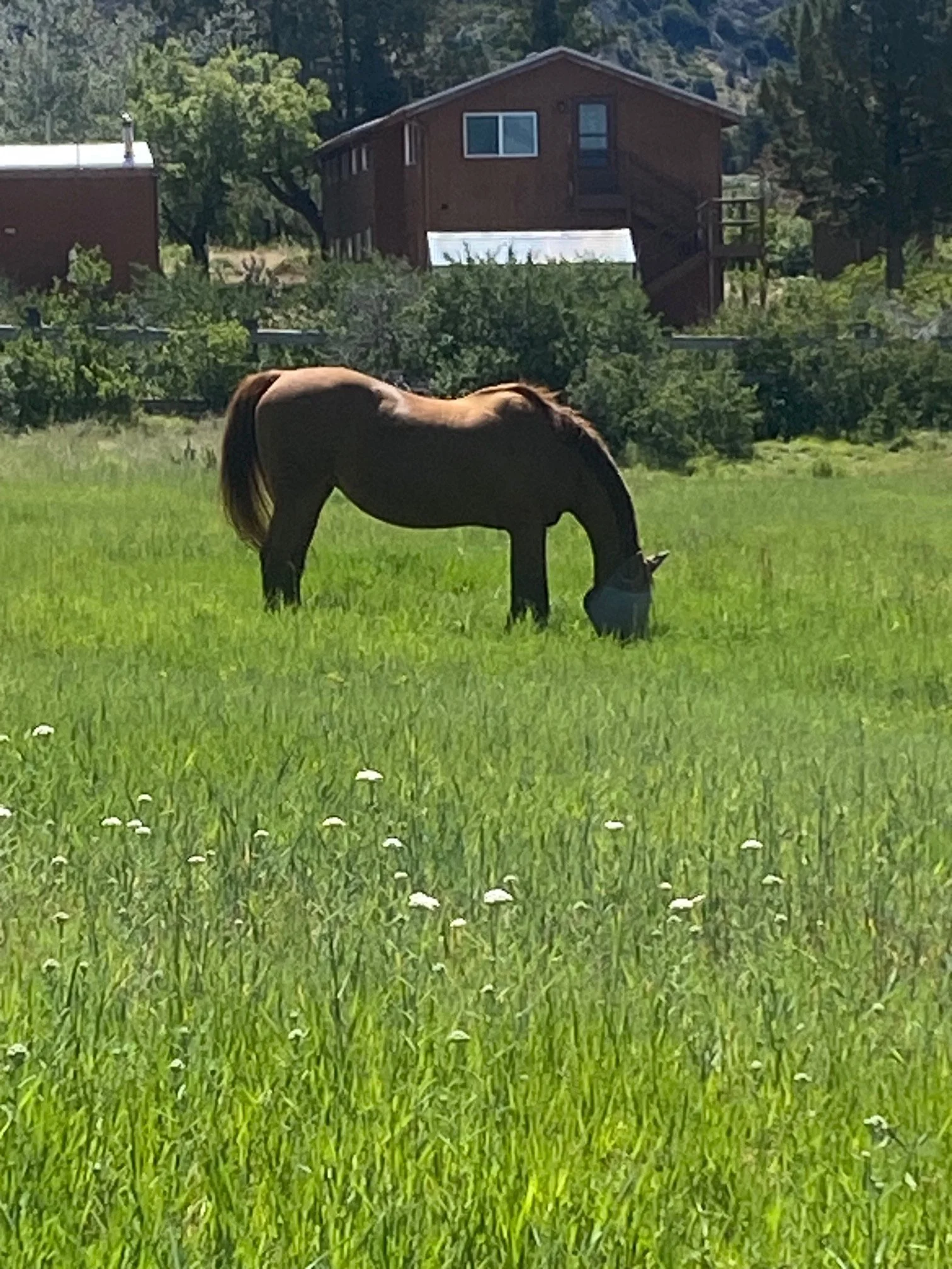 Hay Belly