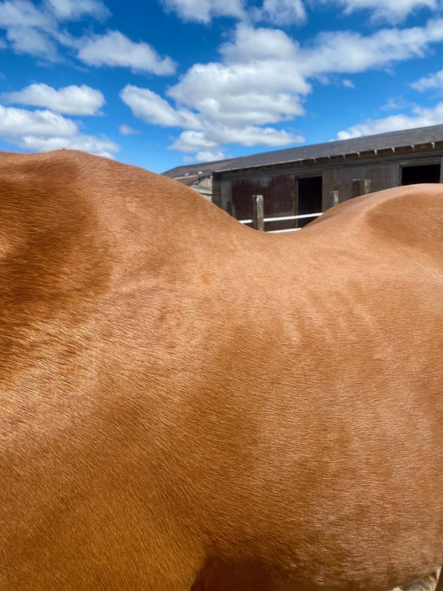 Copper Mare