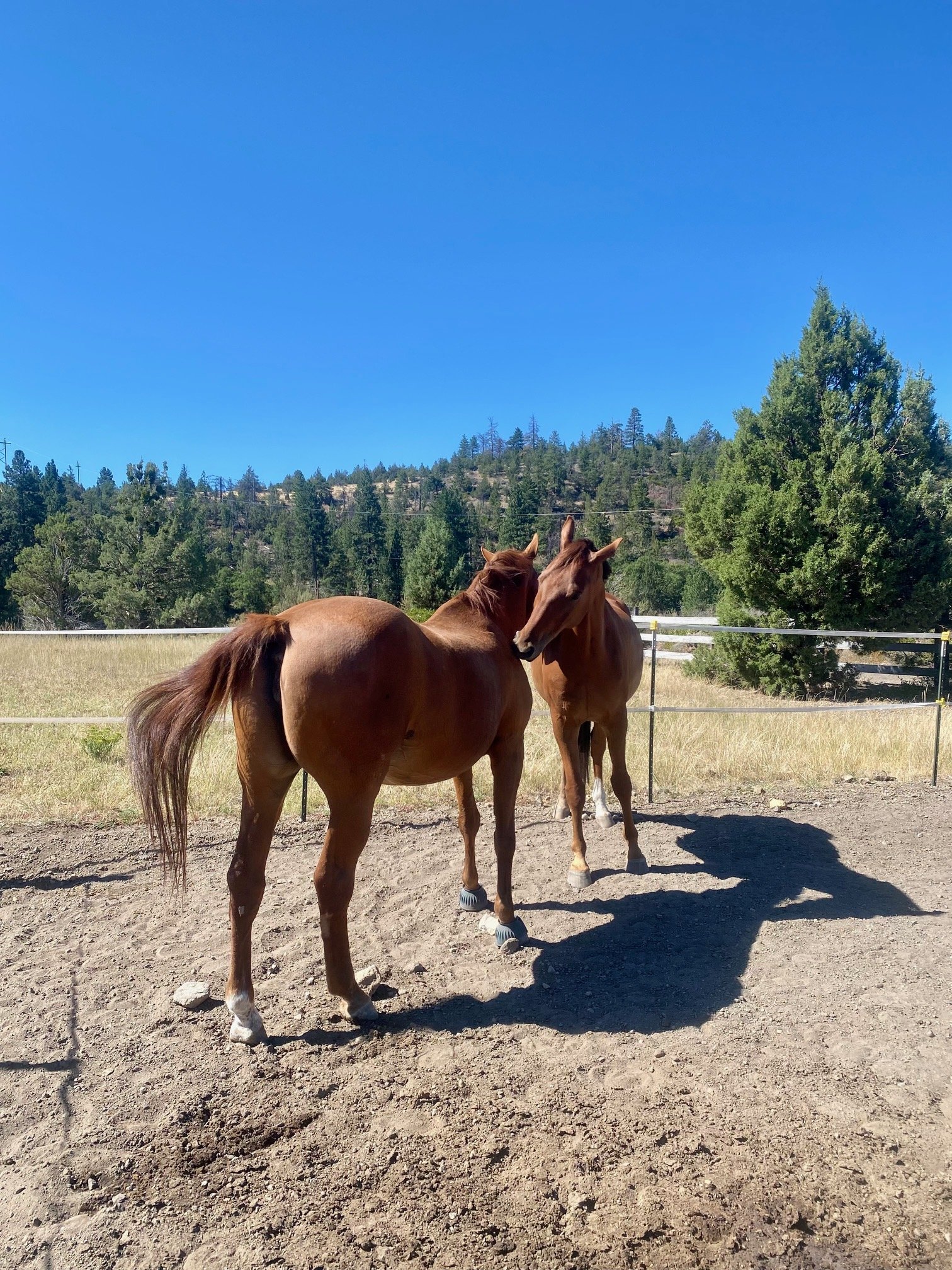 Freedom, Forage, and Friends