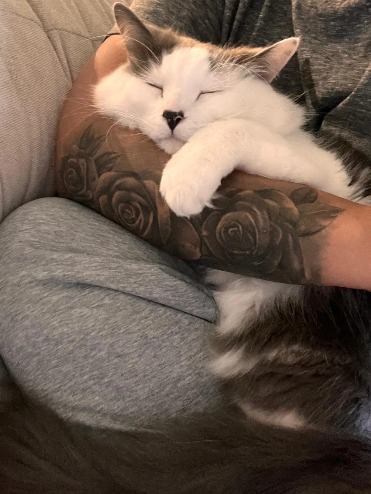 Cat Drop-In Visits
