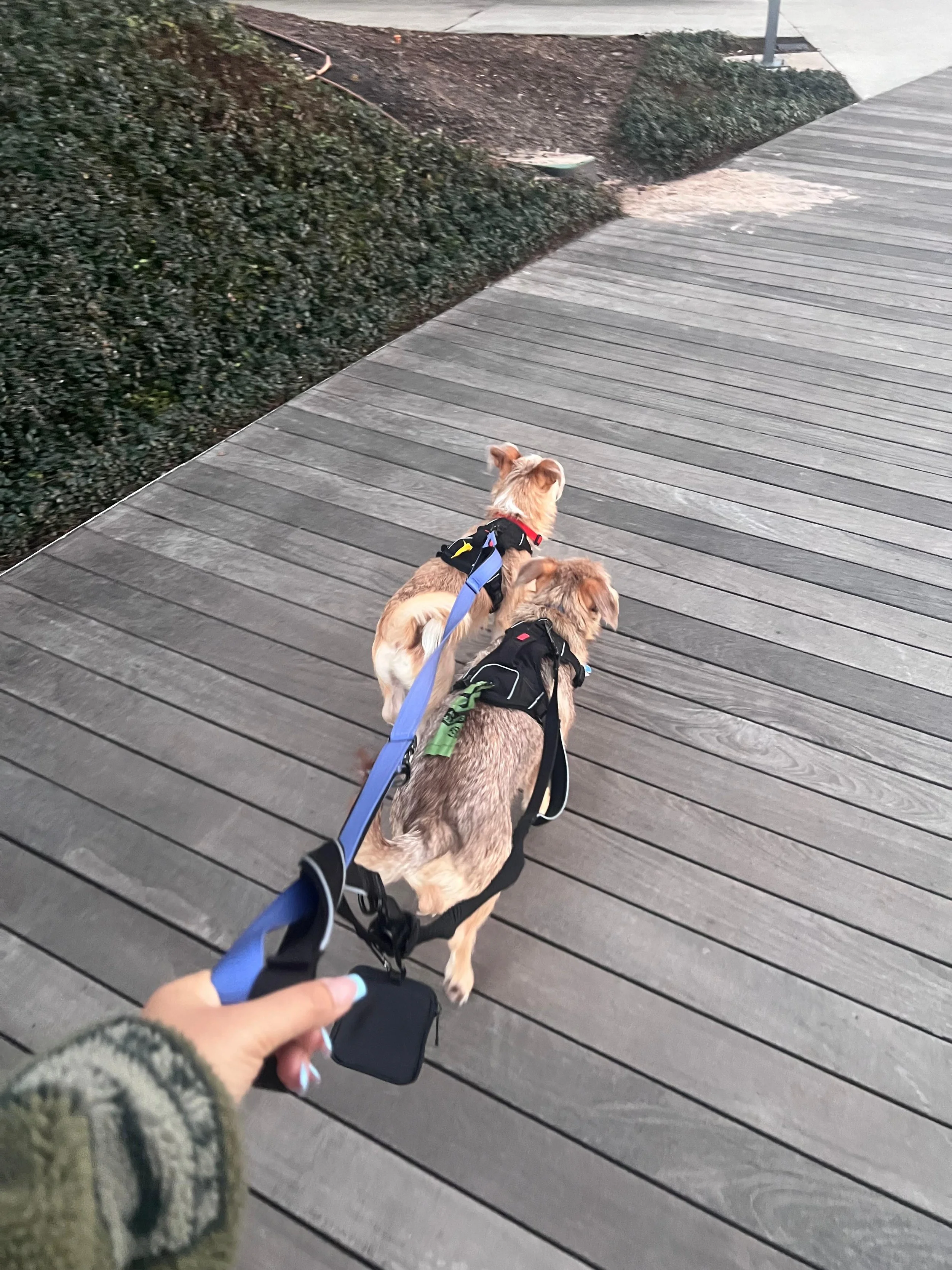 Dog Walking
