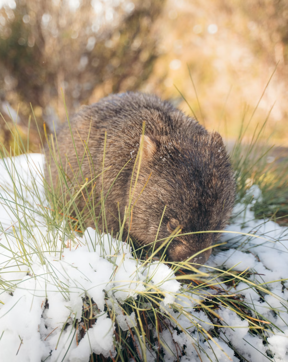 What to Pack for a Snow Trip (Australia Edition)