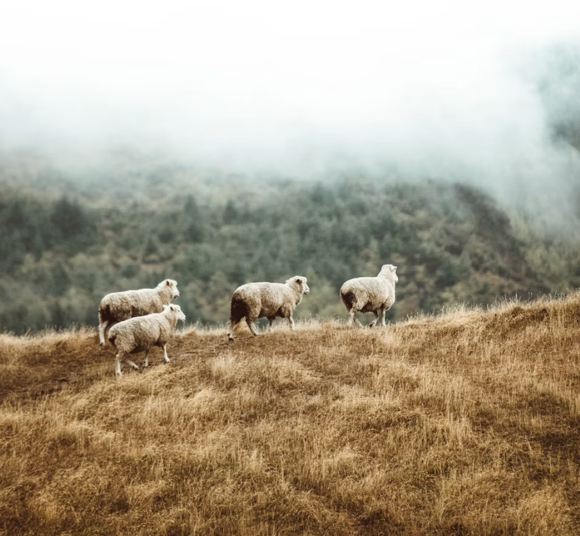 The Hidden Benefits of Merino Wool for Sensitive Skin