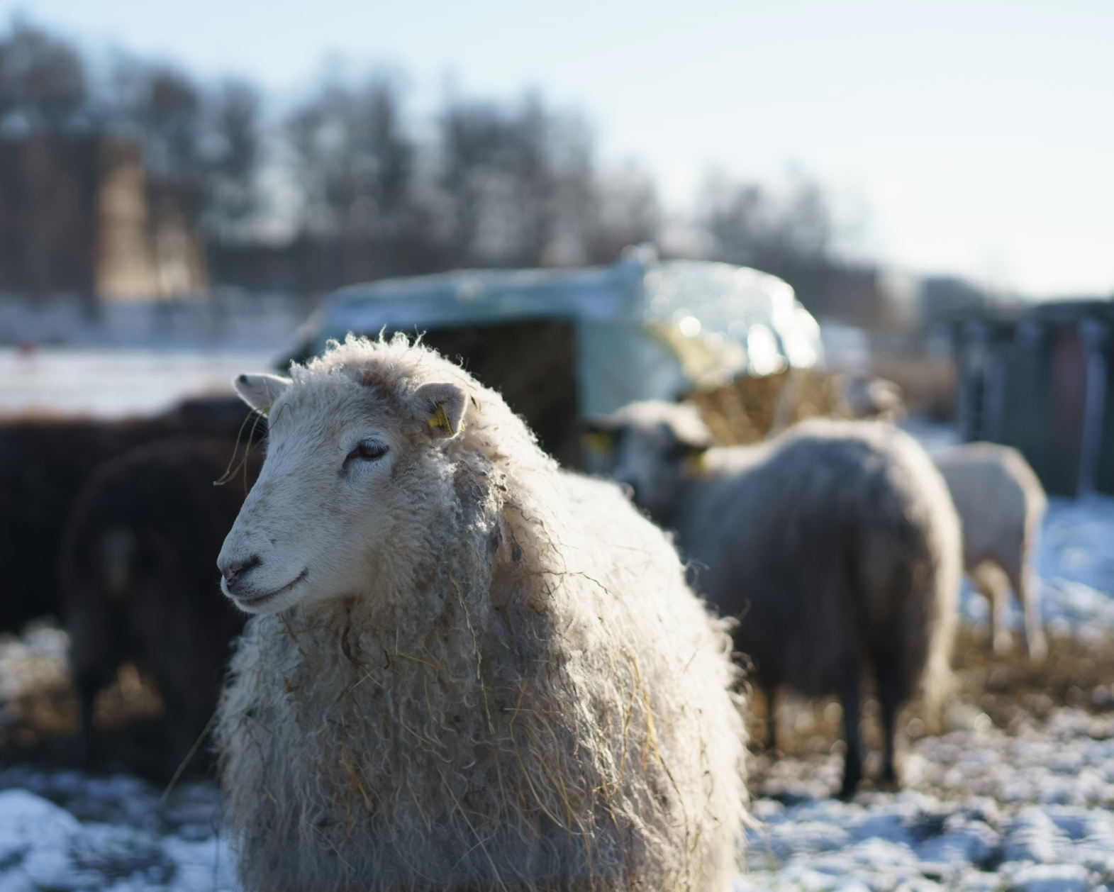 White sheep on snow covered ground