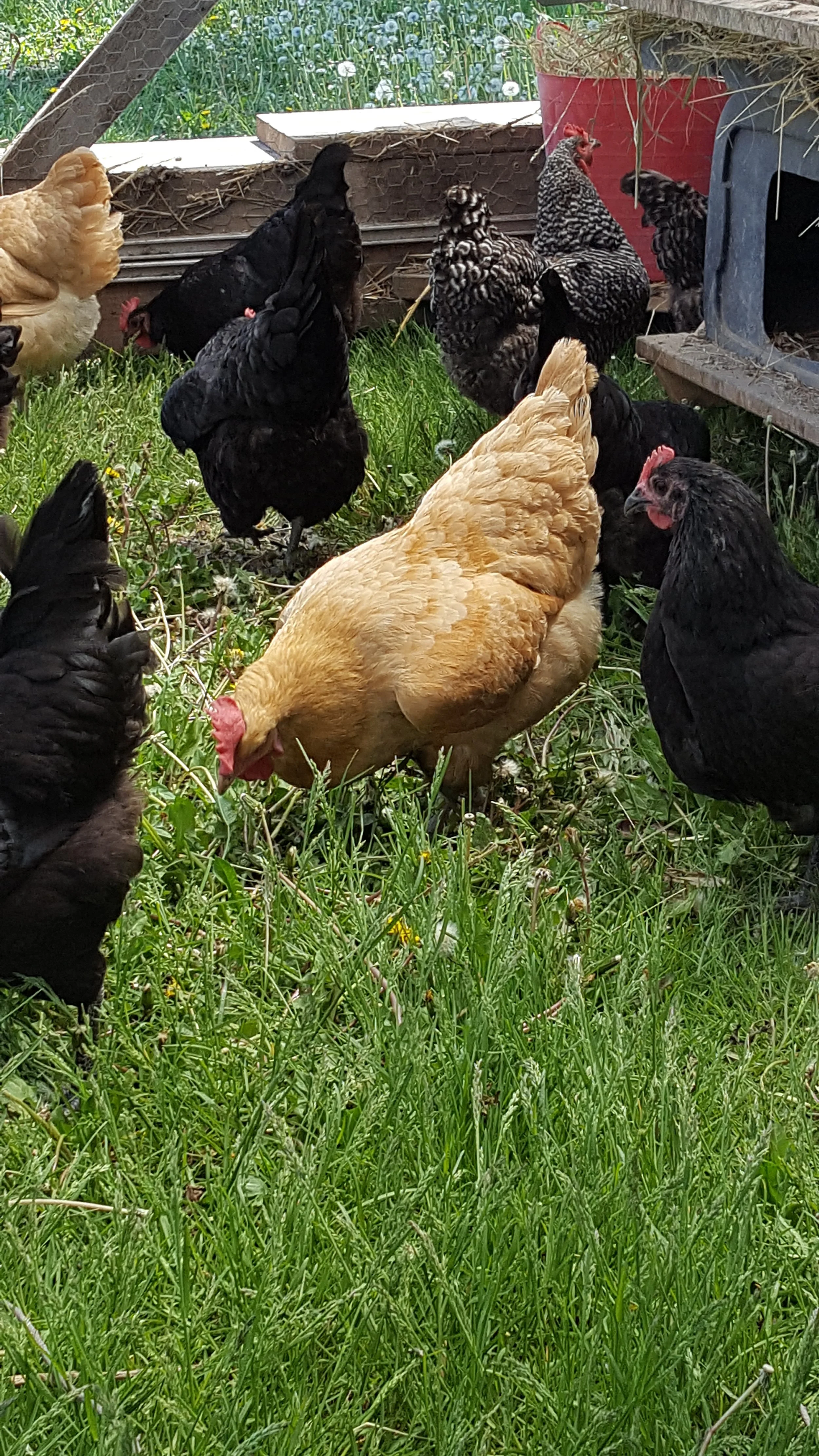 laying hens on grass
