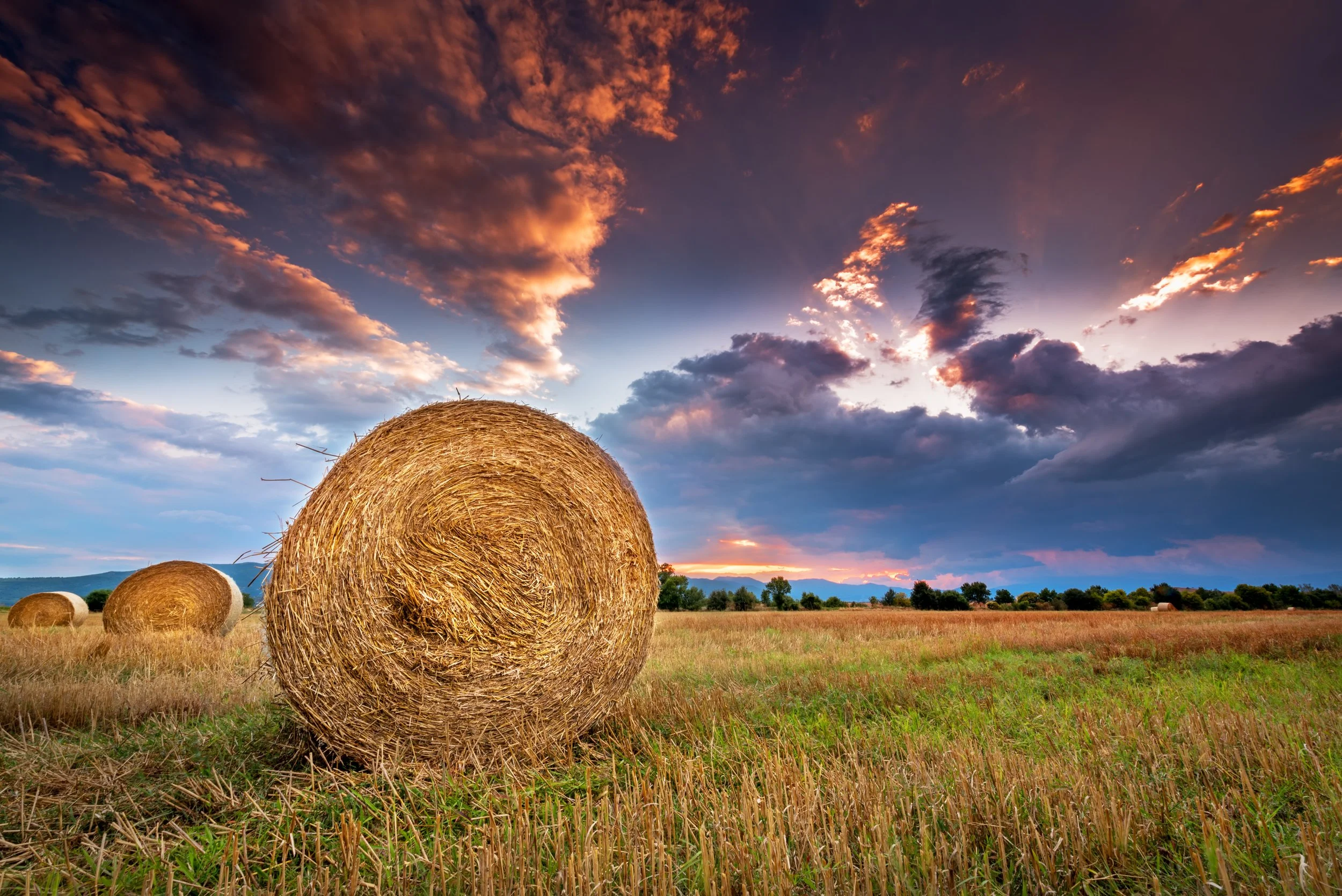 Alfalfa Grass Hay - Large Bale Organic