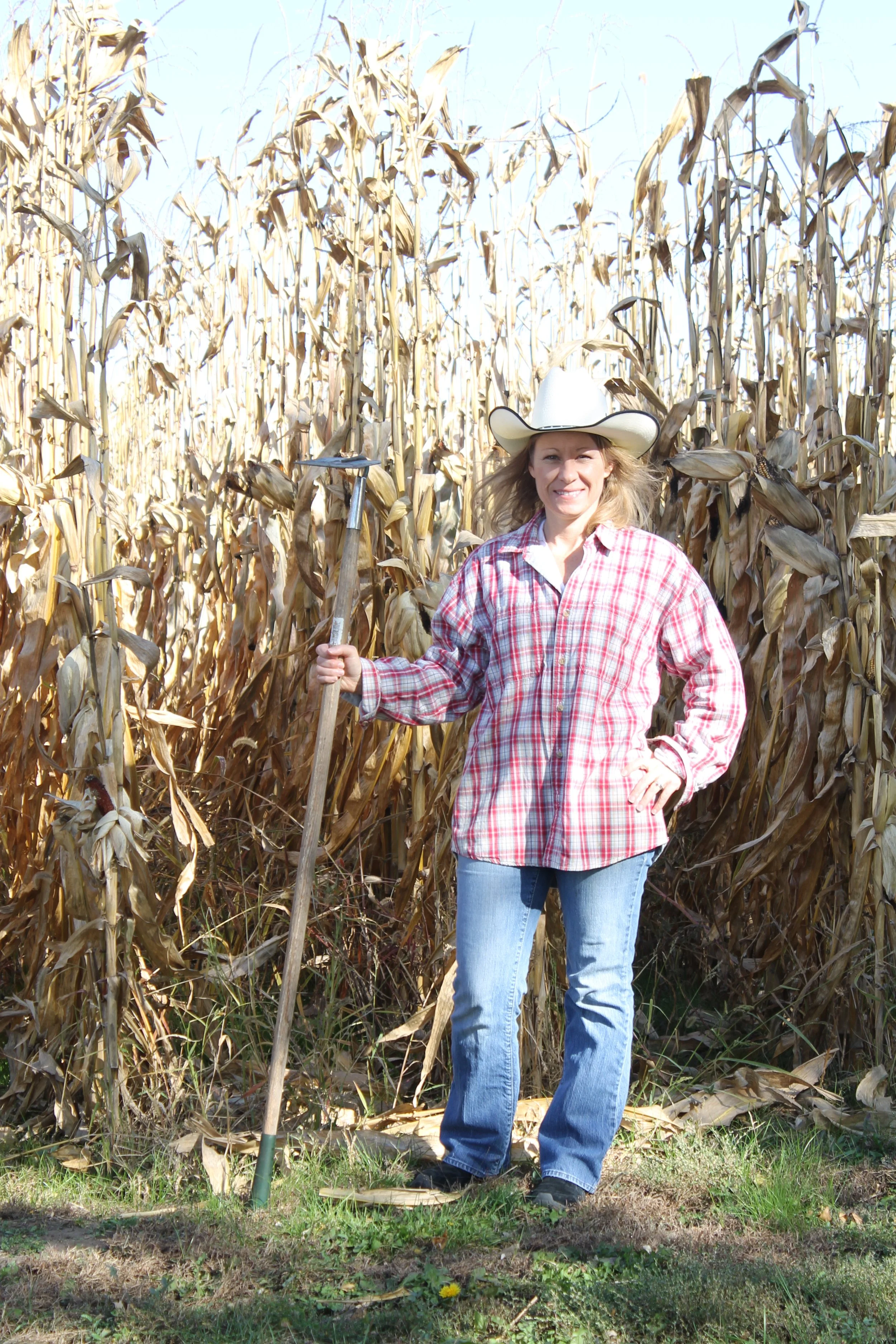 Corn harvest