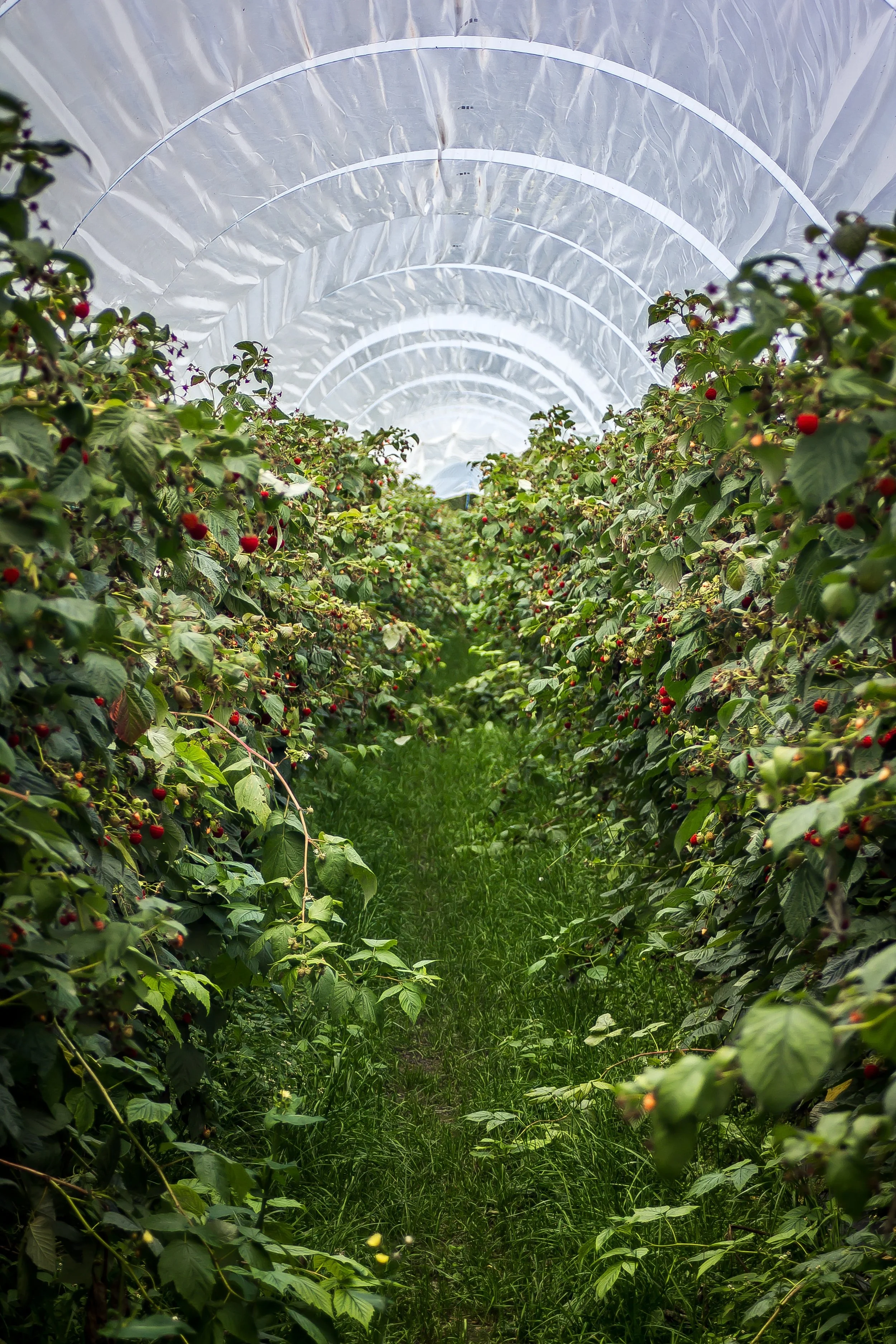 Greenhouse