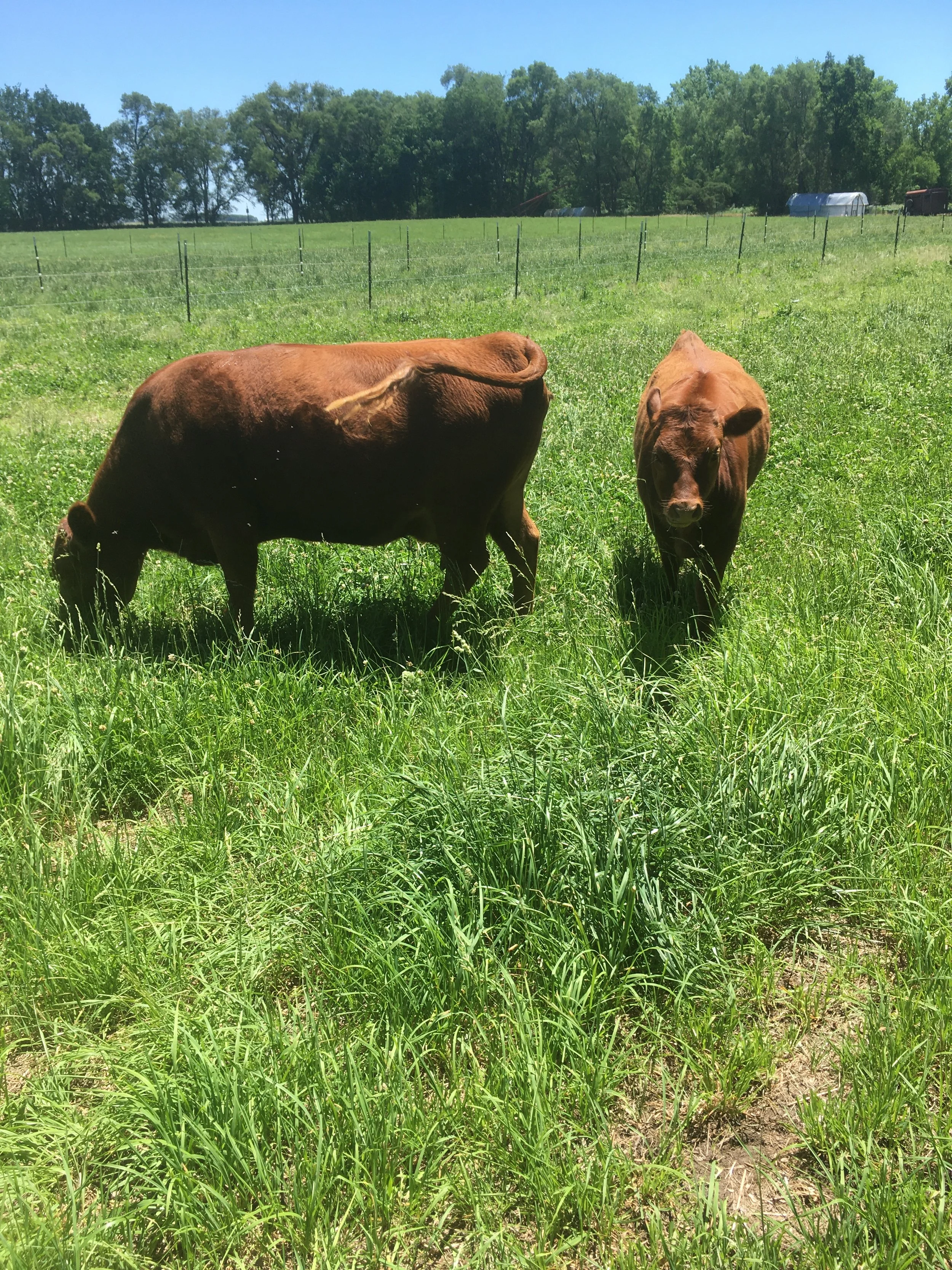 cows on grass